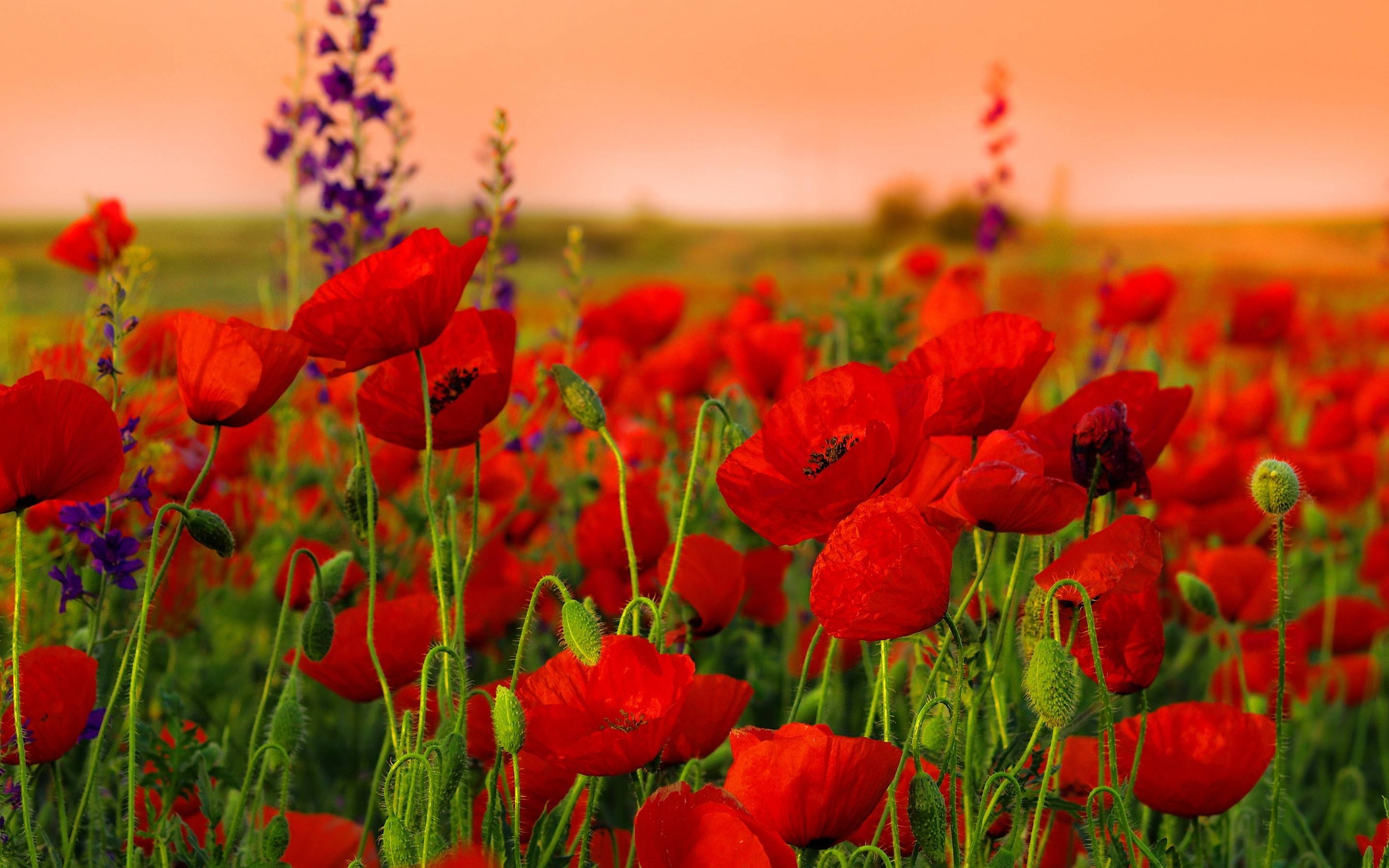 2880x1800 Poppies Flowers wallpaper, Desktop