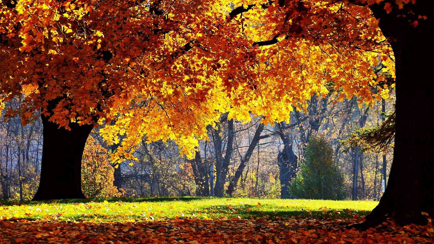 1500x850 Best Free Autumn Wallpaper, Desktop