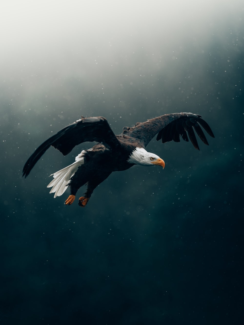 1000x1340 Eagle Wallpaper: Free HD Download [HQ], Phone