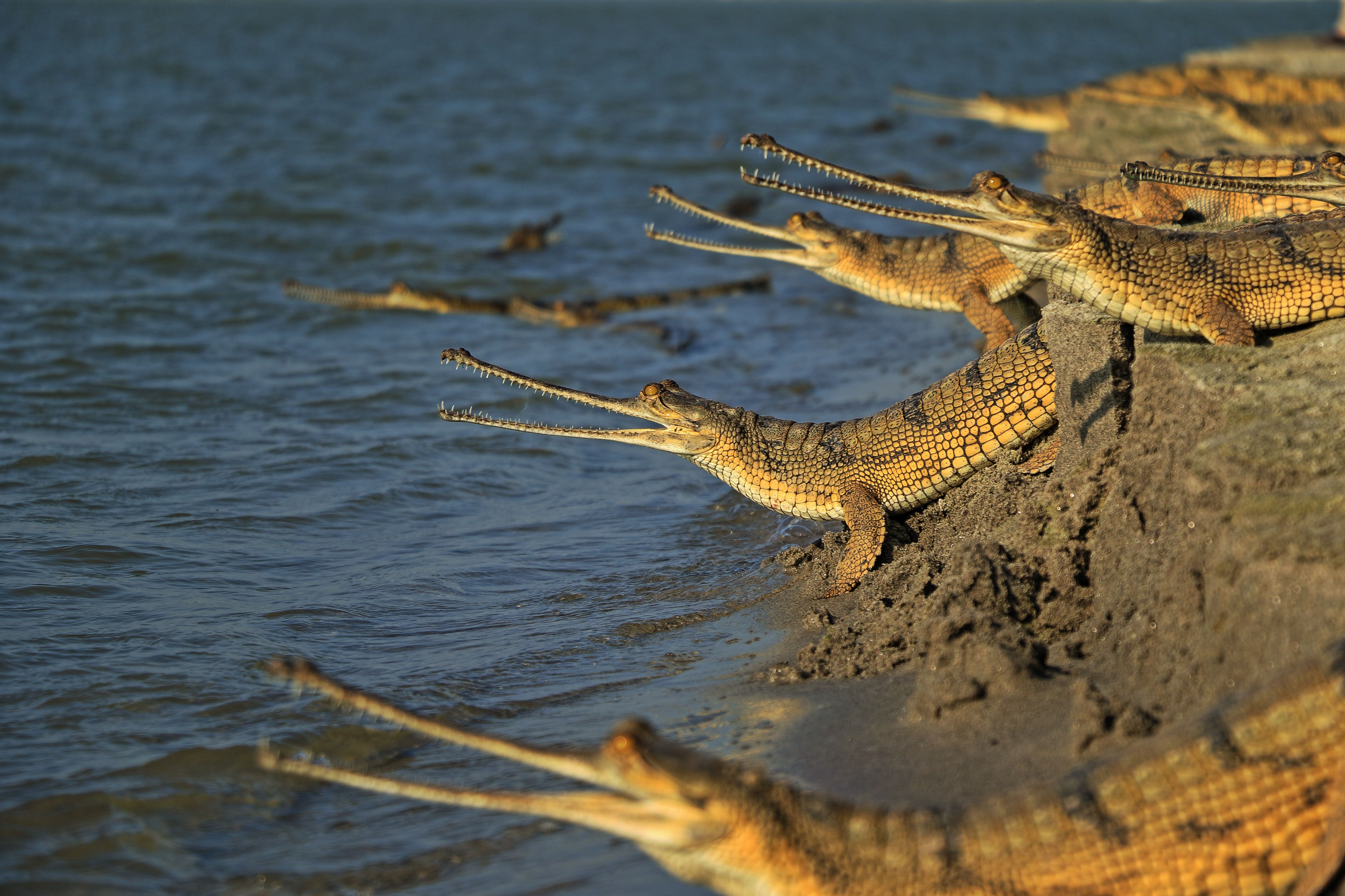 5480x3650 Gharial Free HD Wallpaper Image Background, Desktop