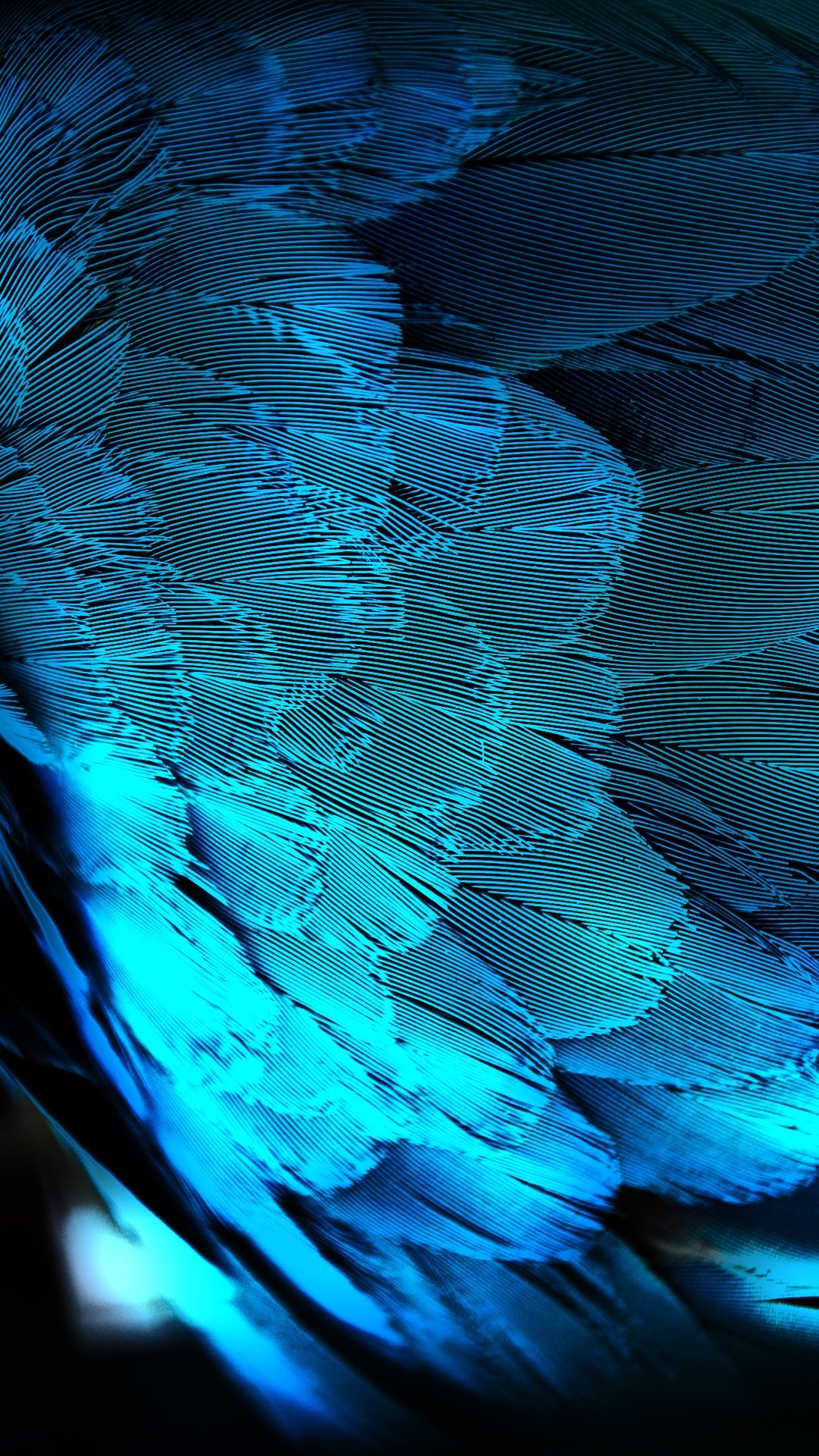 1080x1920 Free download Blue Peacock Feathers iPhone 6 Plus HD Wallpaper HD [] for your Desktop, Mobile & Tablet. Explore Feathers iPhone Wallpaper. Feathers iPhone Wallpaper, Peacock Feathers Wallpaper, Bing Wallpaper Feathers, Phone