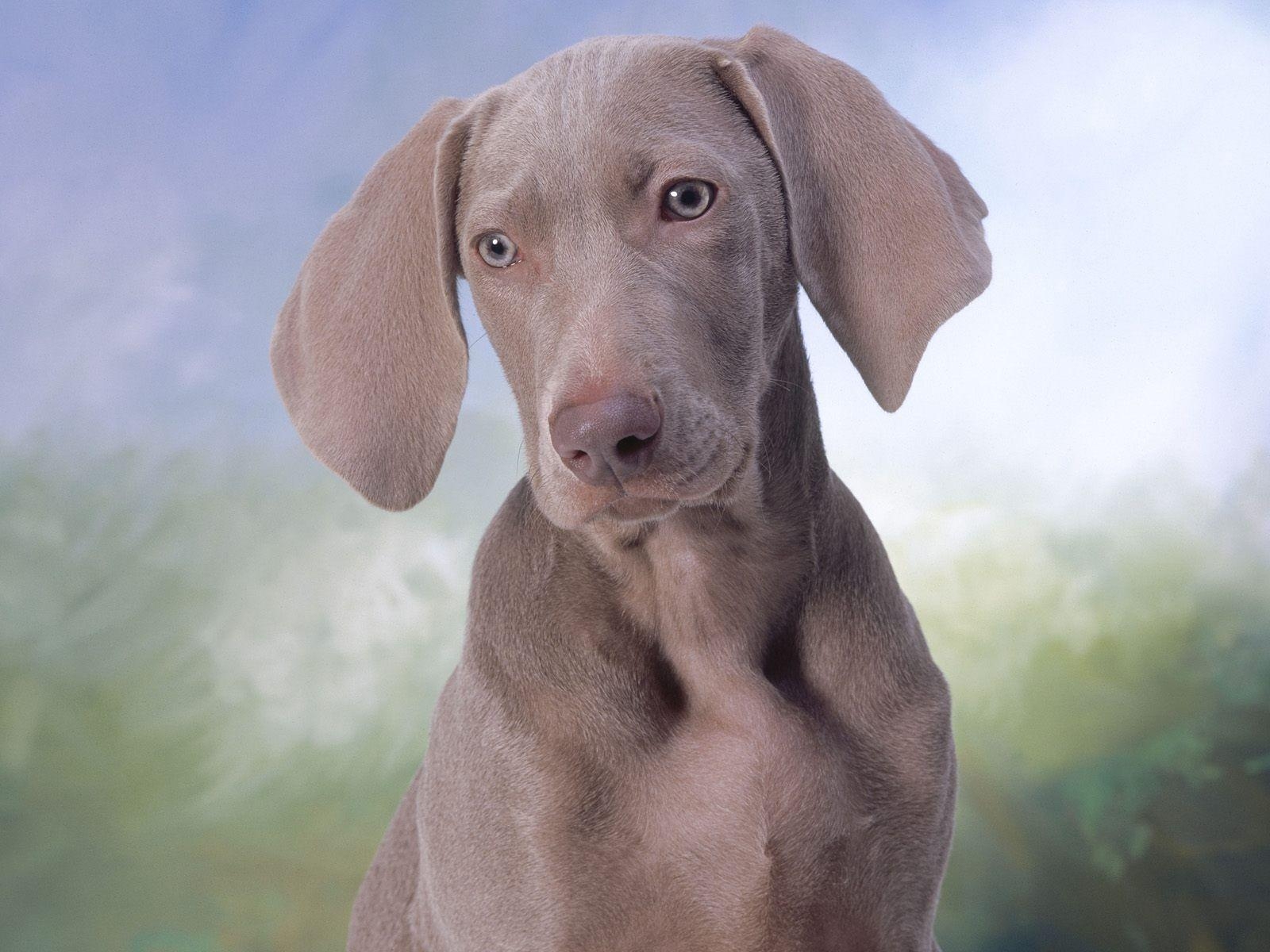 1600x1200 Free wallpaper Twelve week old weimaraner puppy, Desktop