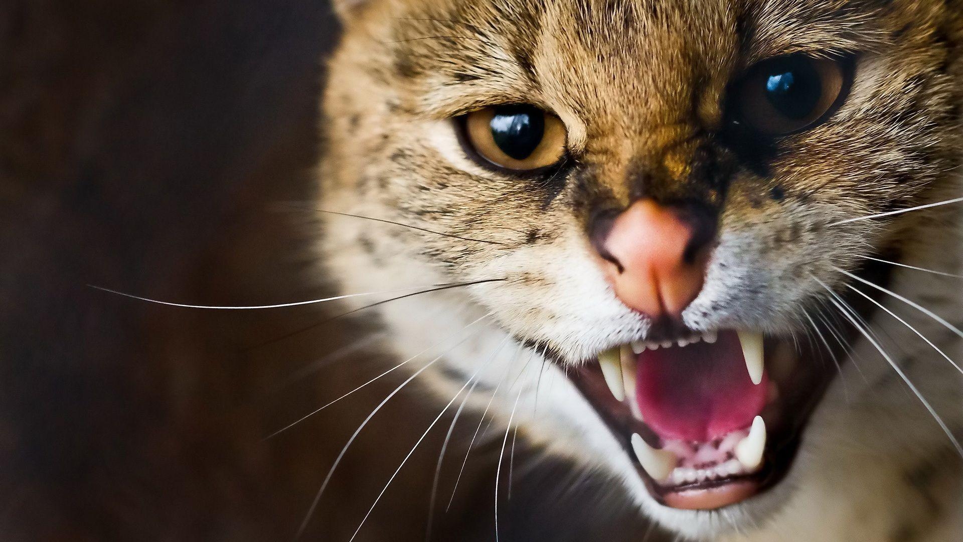 1920x1080 Wildcat Whiskers Zähne Close Up Hintergrundbilderx1080, Desktop