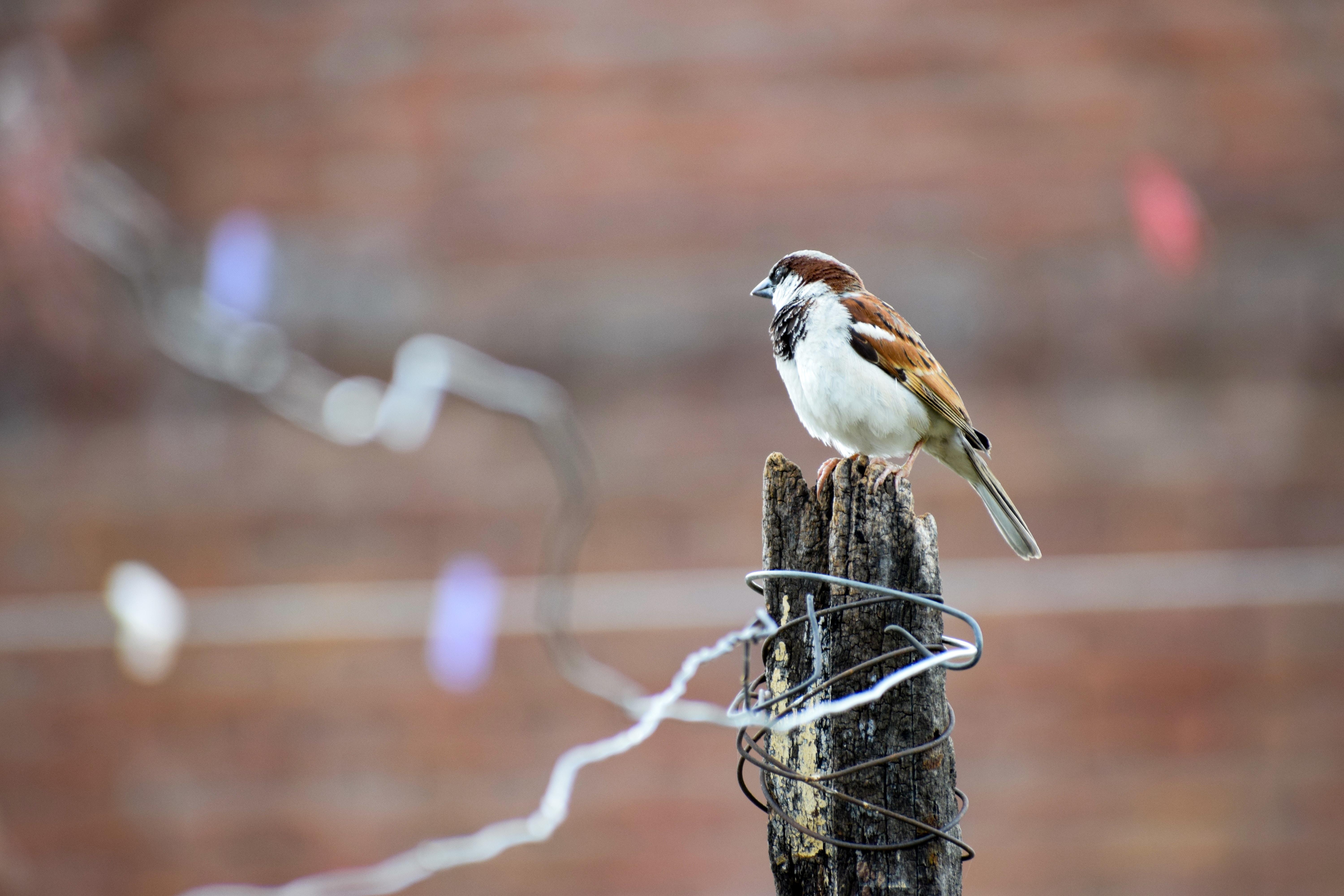 6000x4000 House Sparrow Picture. Download Free Image, Desktop