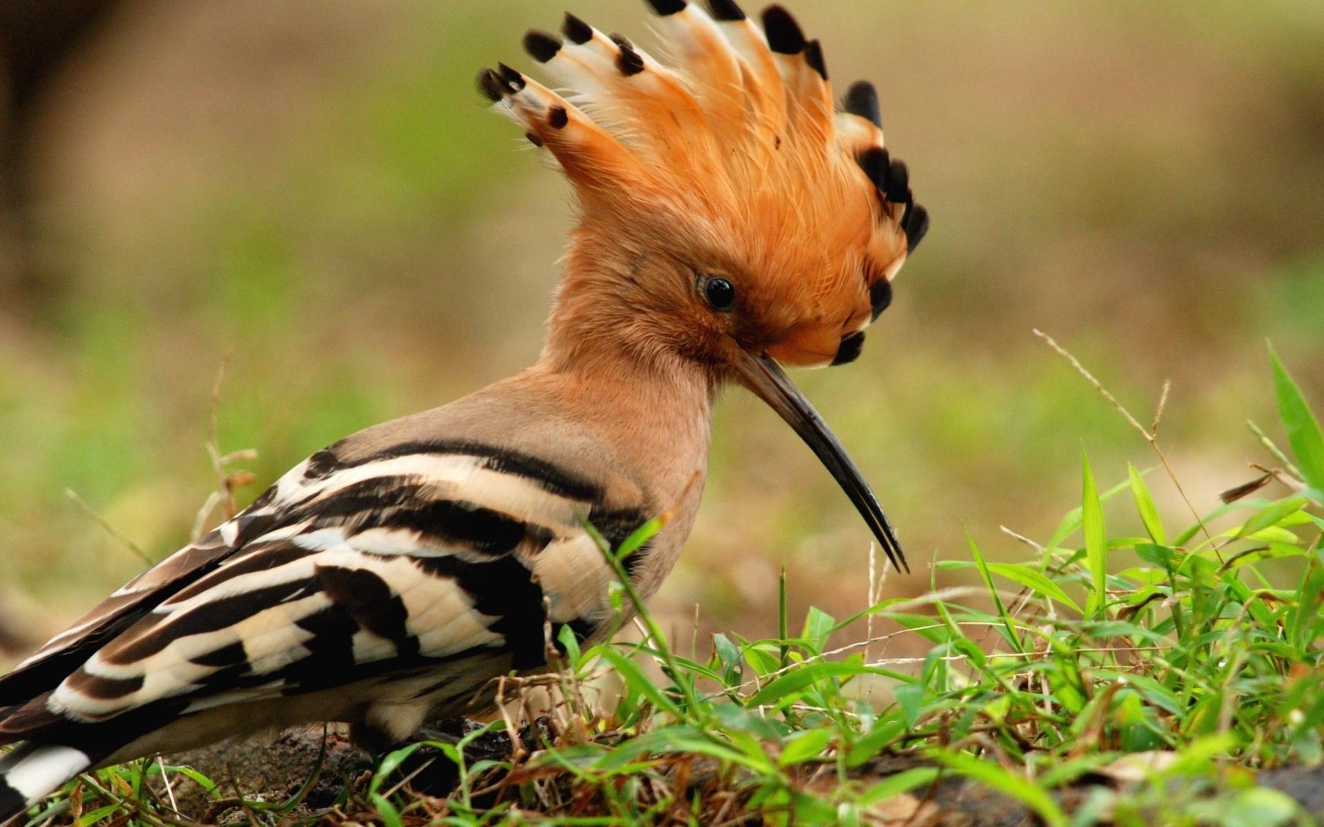 1920x1200 Download Animals Birds Macro Hoopoe Wallpaper. Full HD, Desktop