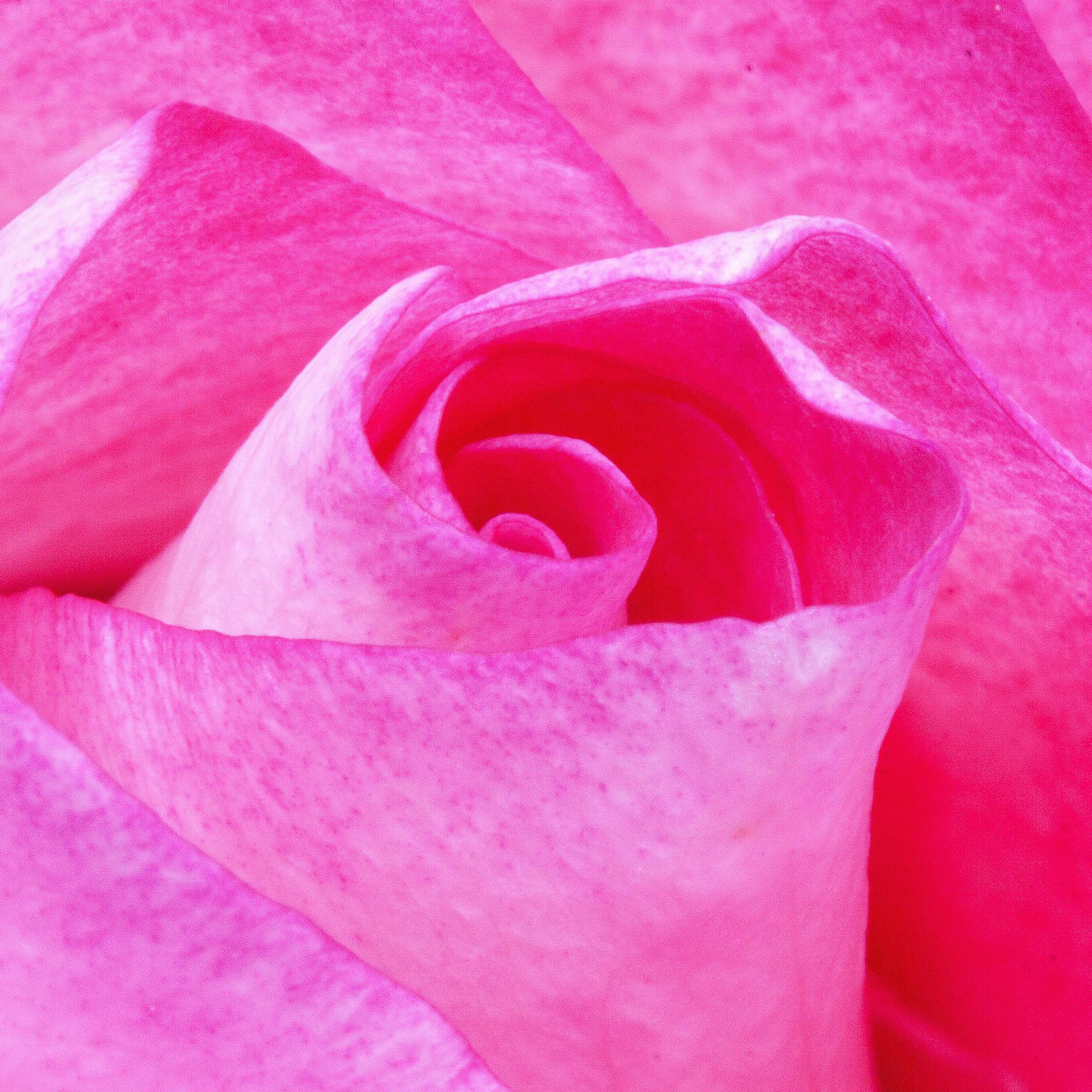 2740x2740 Wallpaper Weekends: In the Pink, Phone