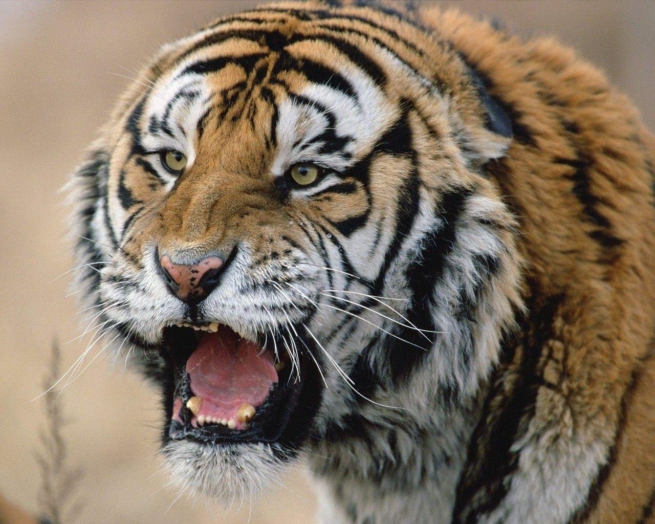 1280x1030 Angry Tiger, Desktop