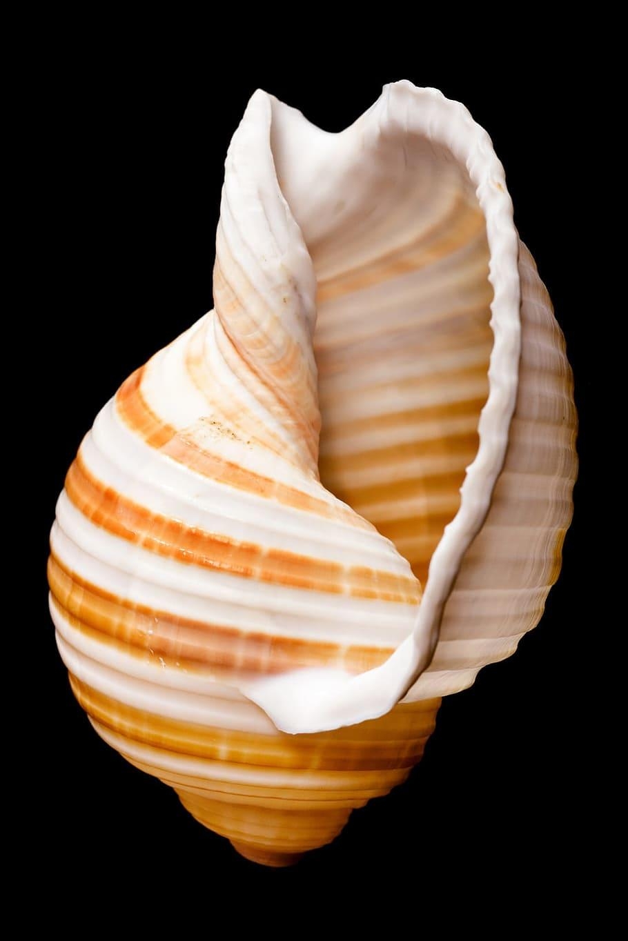 910x1370 Cockle shell 1080P, 2K, 4K, 5K HD wallpaper free download, Phone