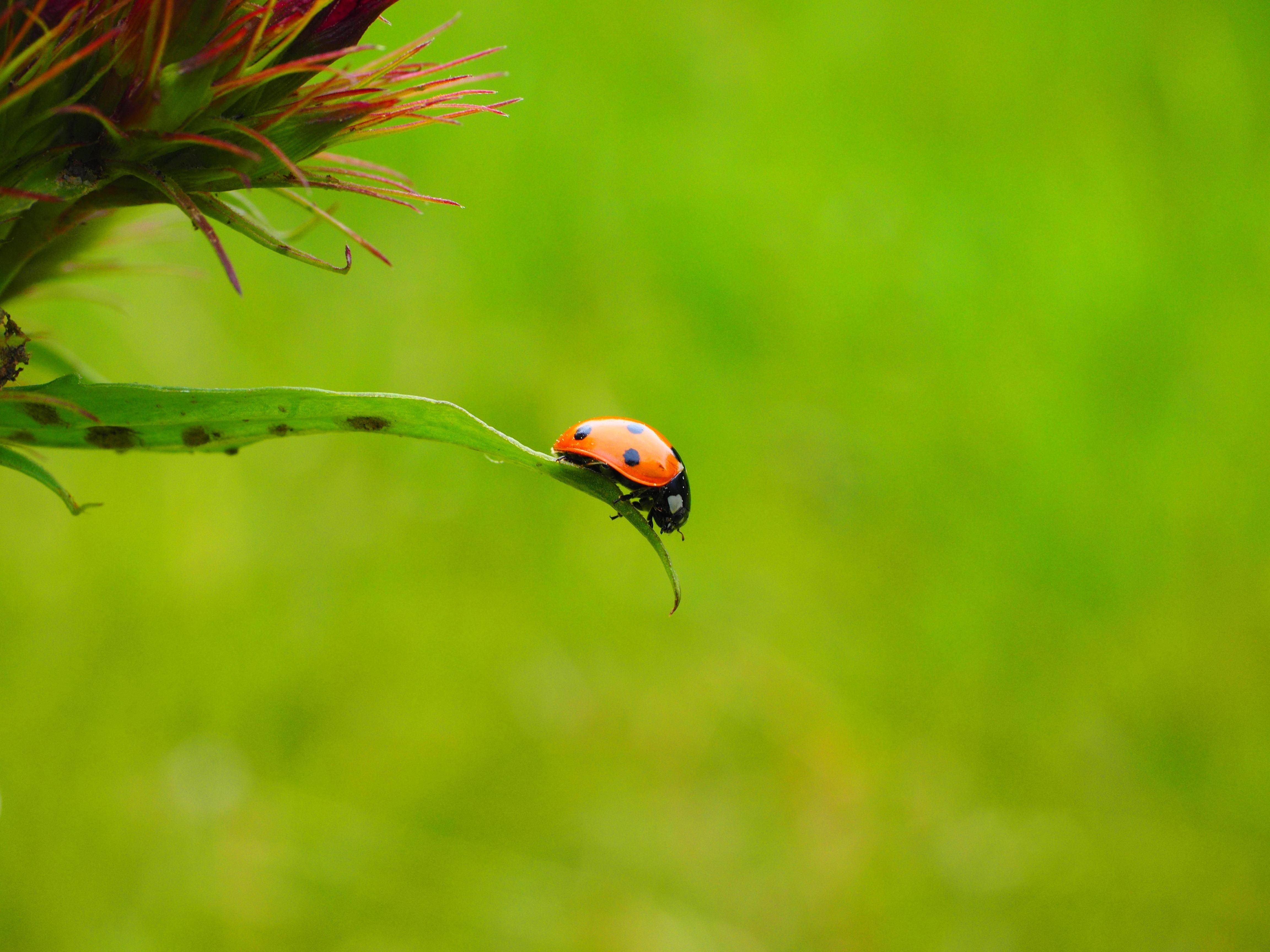 4610x3460 Ladybird Ladybird Beetle Tegmina wallpaper 2018 in Nature, Desktop