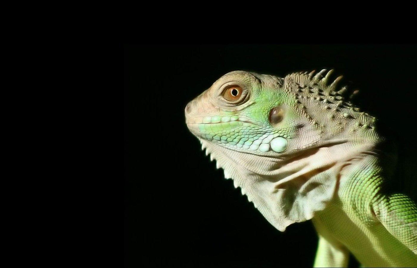 1400x900 Iguana Wallpaper, Desktop