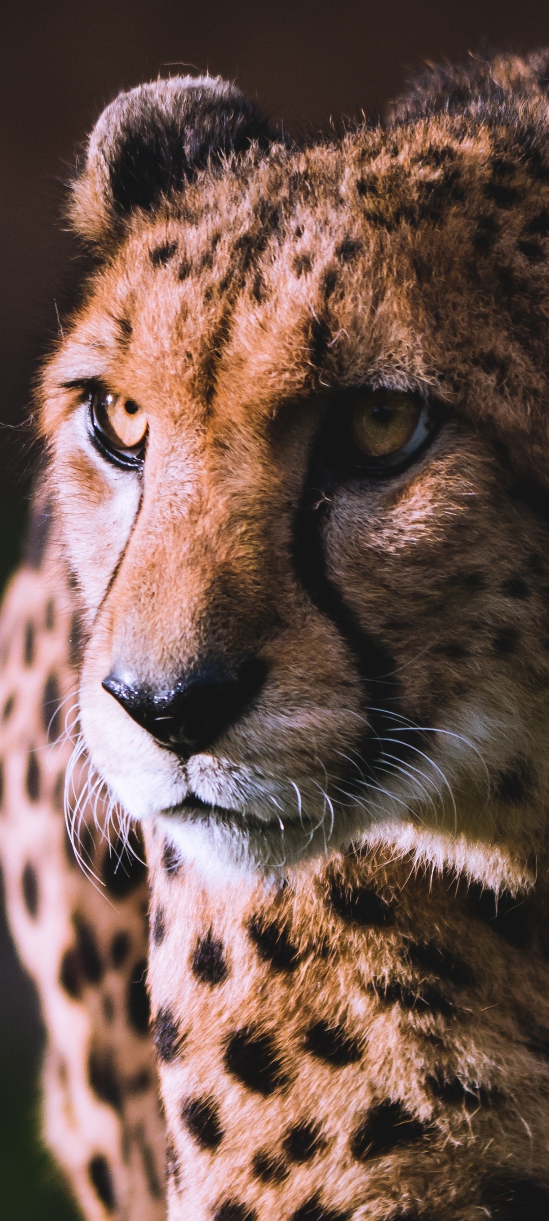 1080x2400 Cheetah iPhone Wallpaper, Phone