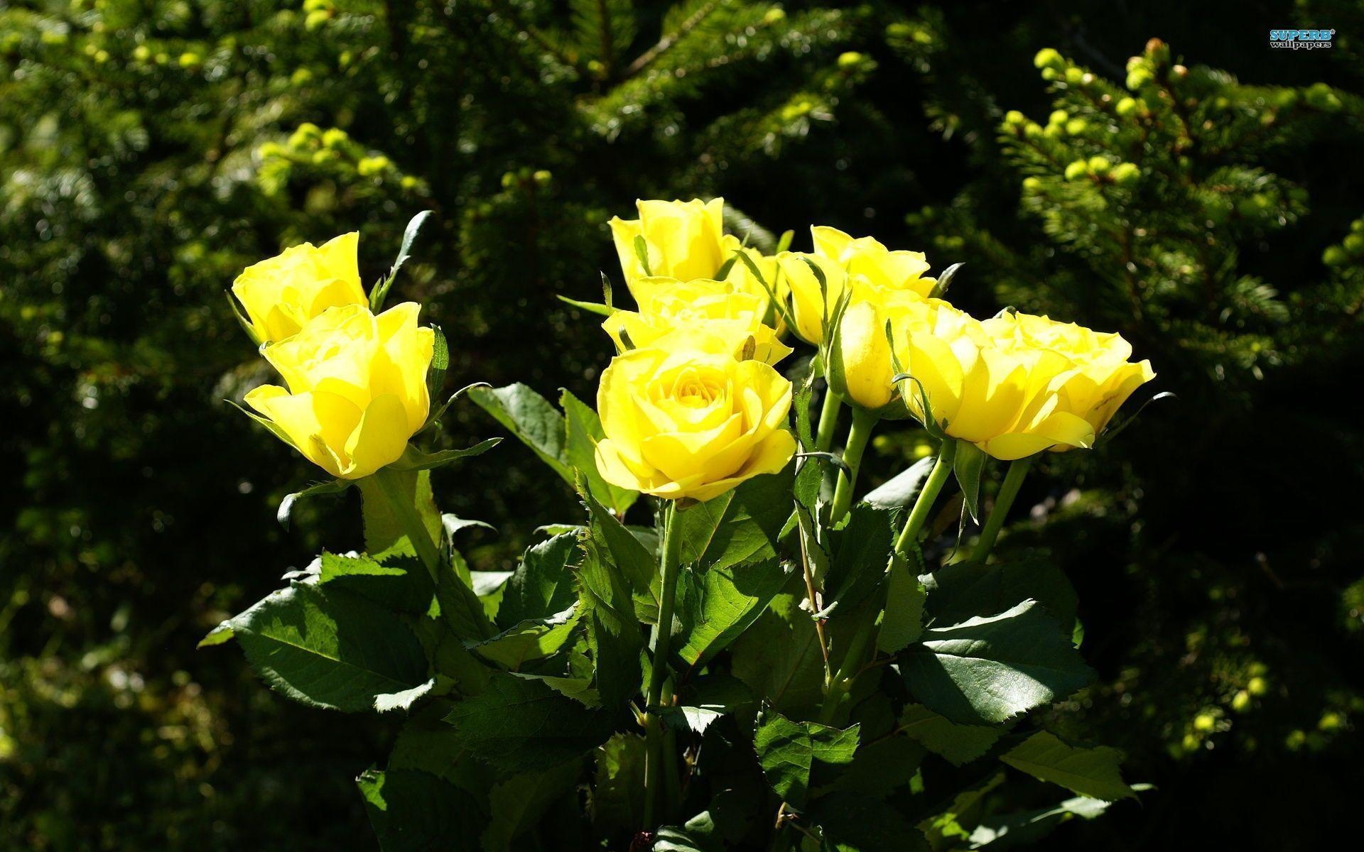 1920x1200 Yellow Roses 134, Desktop