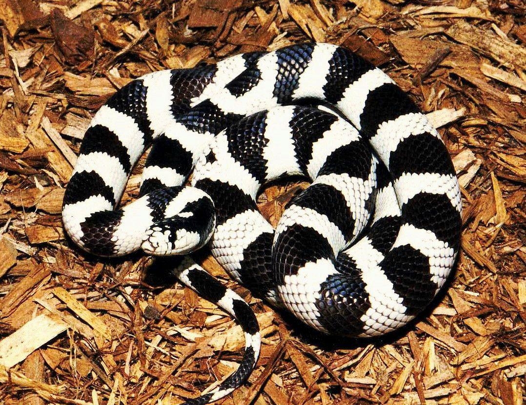 1080x840 California Kingsnake. Pet snake, California king snake, Snake, Desktop