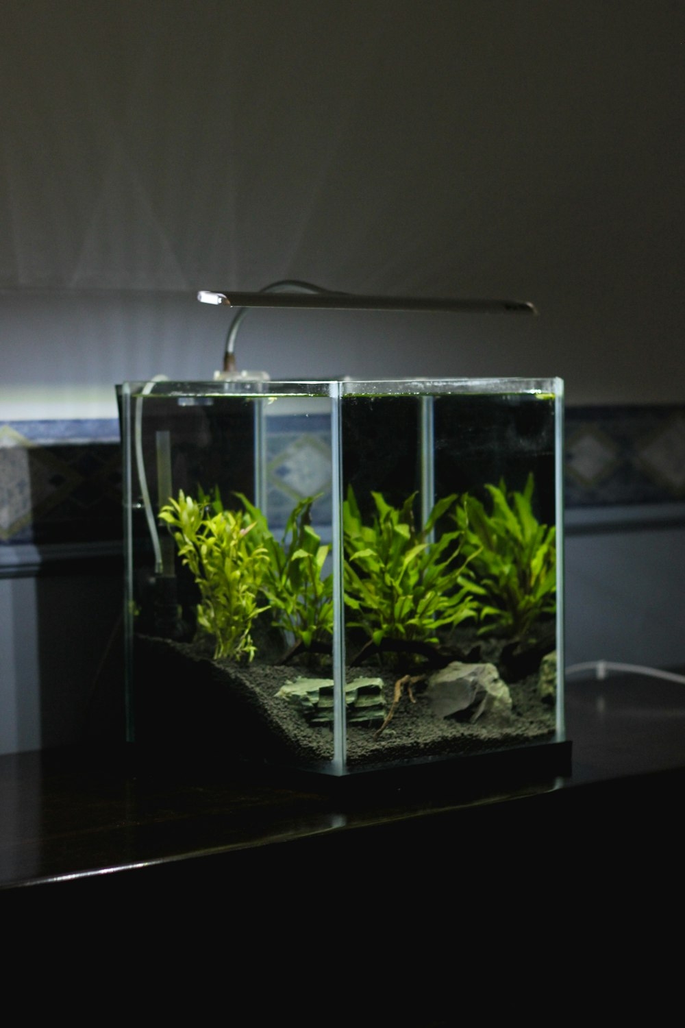 1000x1500 Planted Aquarium Picture. Download, Phone