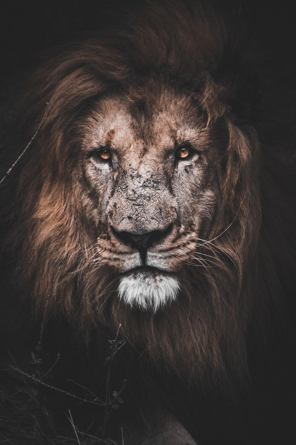 1000x1500 Lion Wallpaper: Free HD Download [HQ], Phone