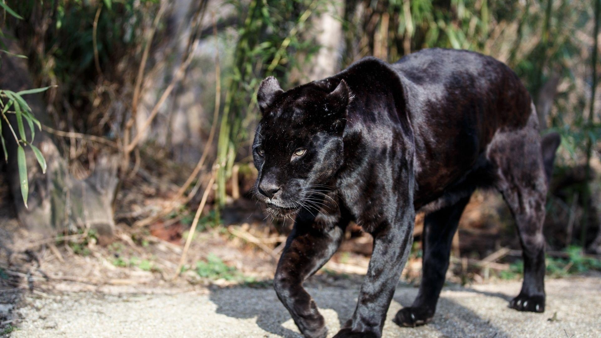 1920x1080 Black Panther Wide Wallpaper 52620. Best Free Desktop HD Wallpaper, Desktop