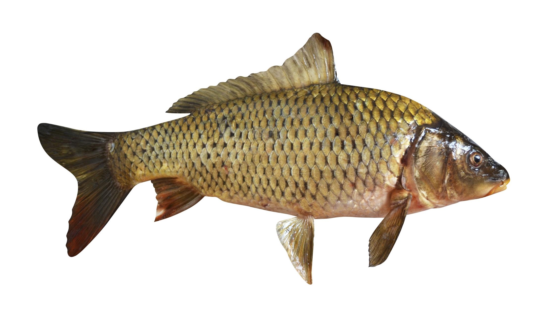 2260x1340 Carp Wallpaper High Quality, Desktop