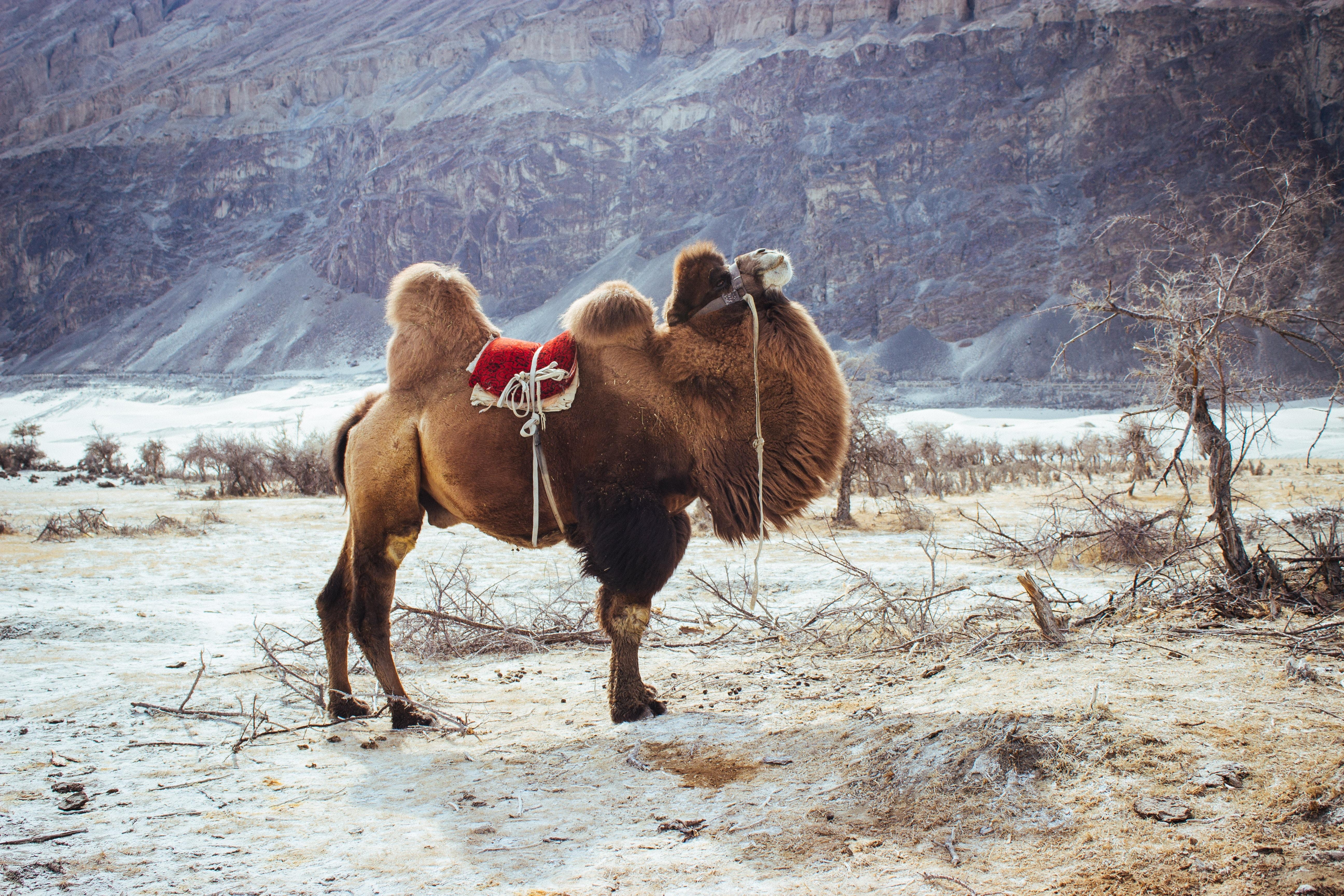 5190x3460 Camel Picture [HD]. Download Free Image, Desktop