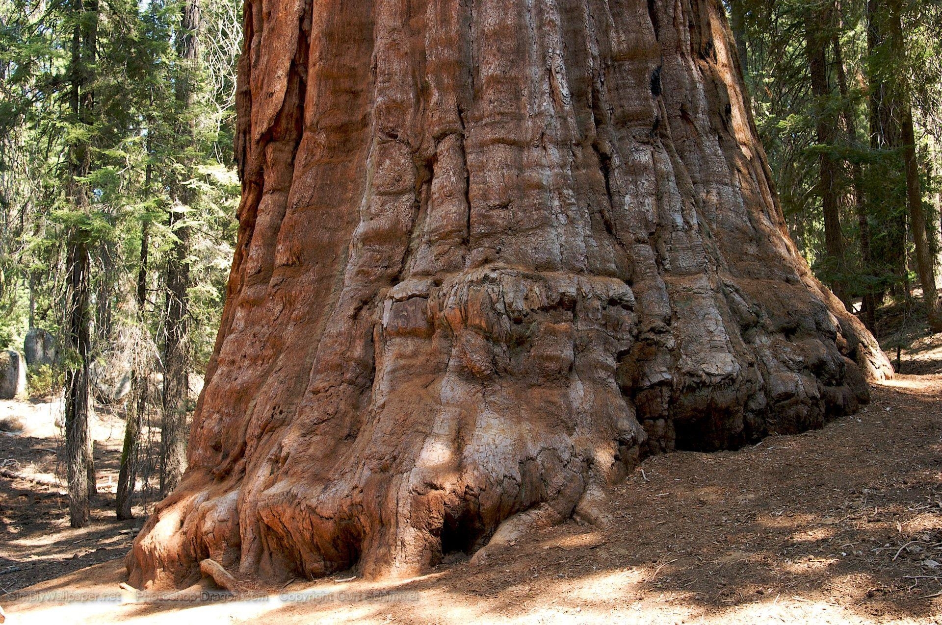 1920x1280 The President at Sequoia National Park Desktop Wallpaper, Desktop