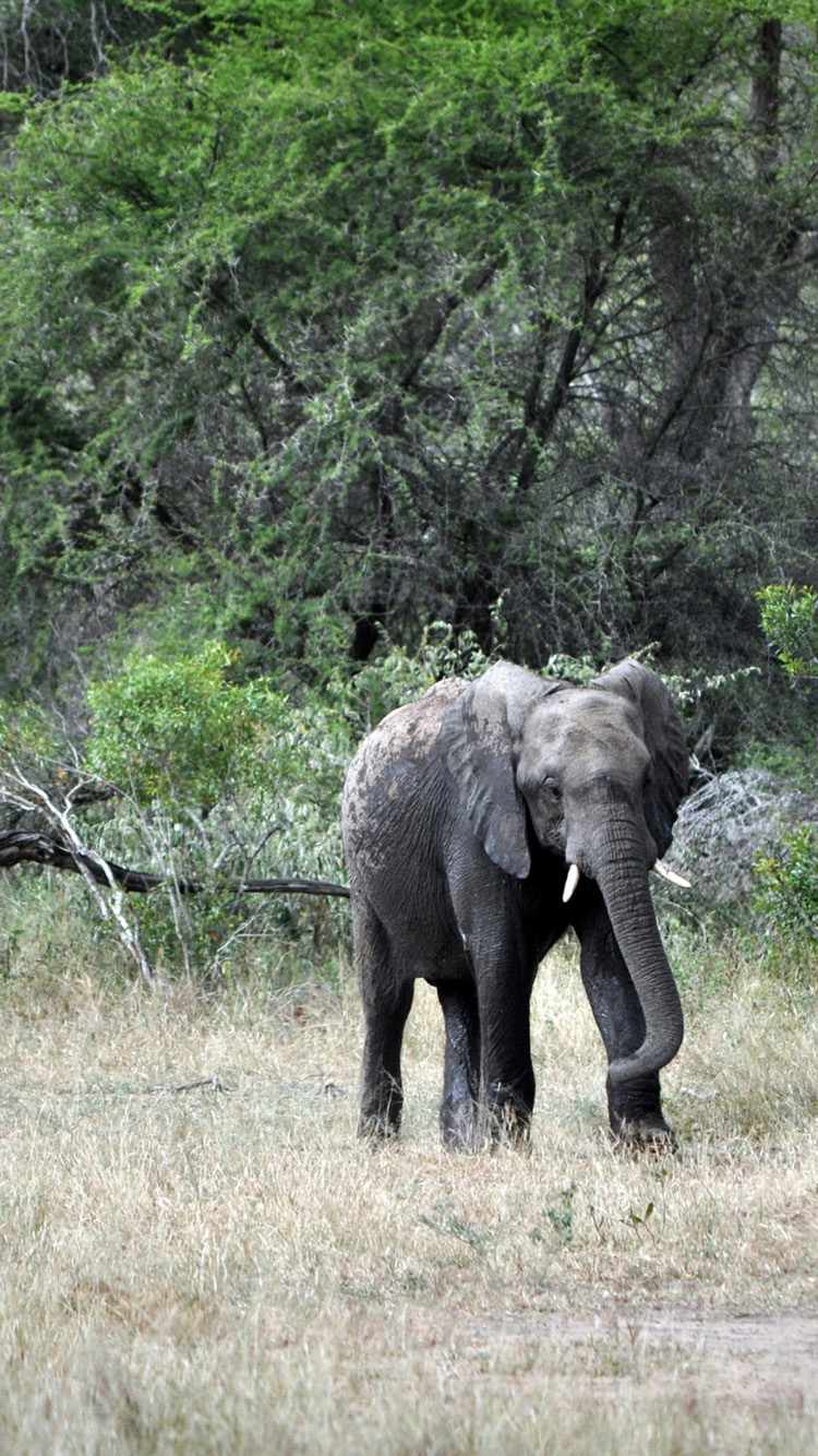 750x1340 Free download Baby Elephant iPhone 6 Wallpaper HD Wallpaper For iPhone 6 [] for your Desktop, Mobile & Tablet. Explore Elephant iPhone Wallpaper. Elephant Wallpaper, Elephant Desktop Background, Elephant Desktop Background, Phone