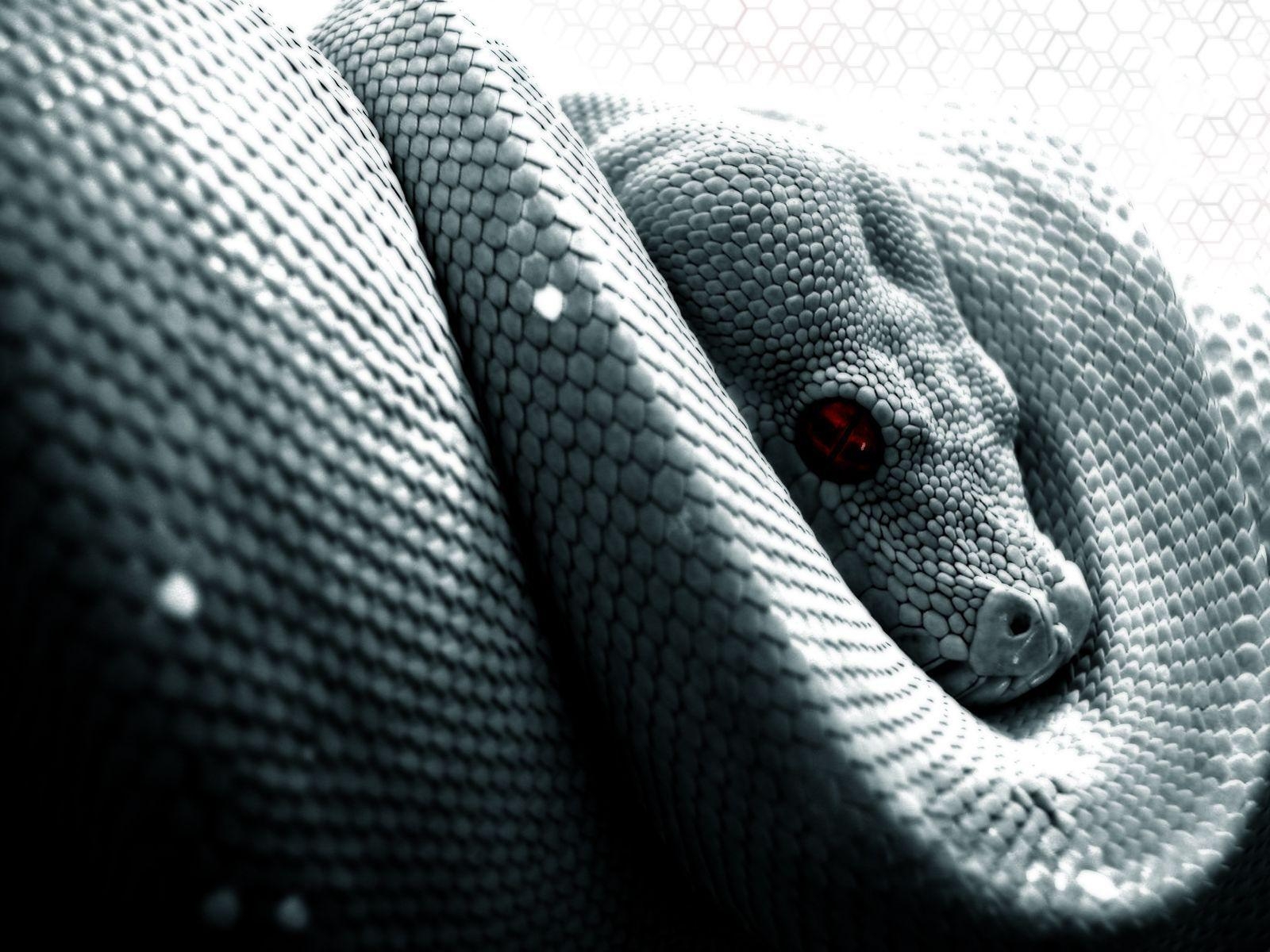 1600x1200 Snake Computer Wallpaper, Desktop Background  Id: 26823, Desktop