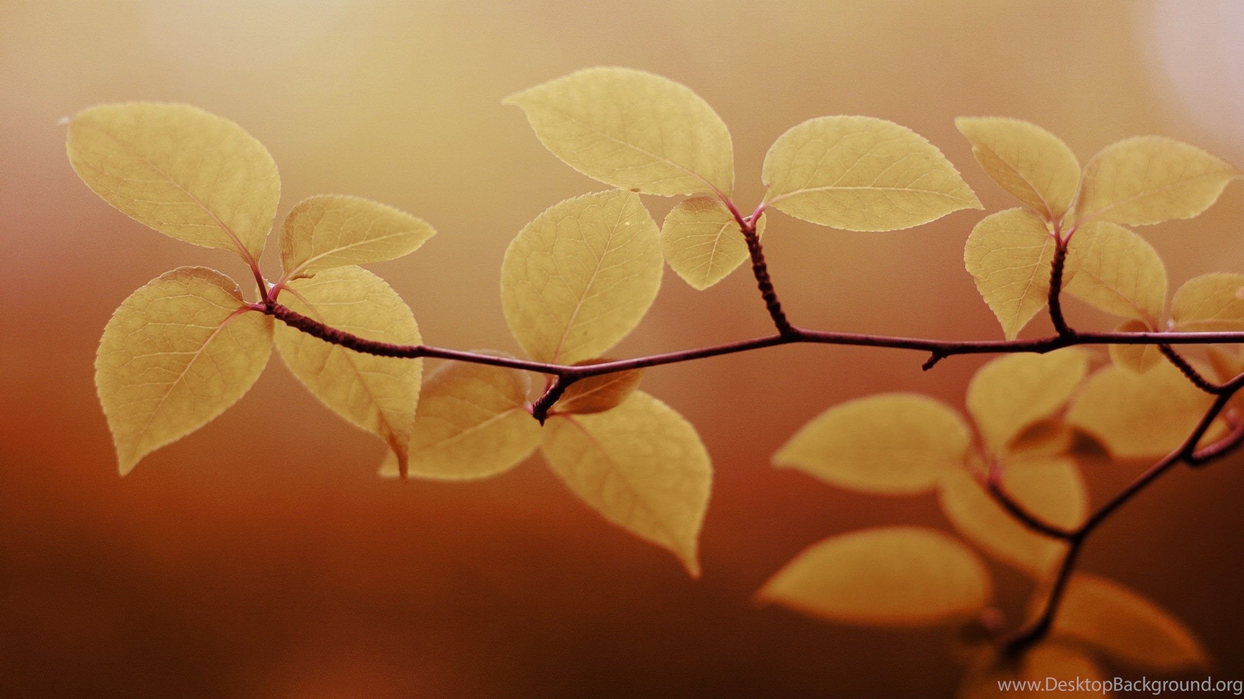 2560x1440 Brown Leaves Wallpaper For Desktop, Laptop, PC & Mobile Desktop Background, Desktop