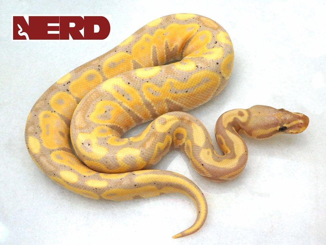 1060x800 Male Banana Mojave Poss Yellowbelly Ball Python, Desktop