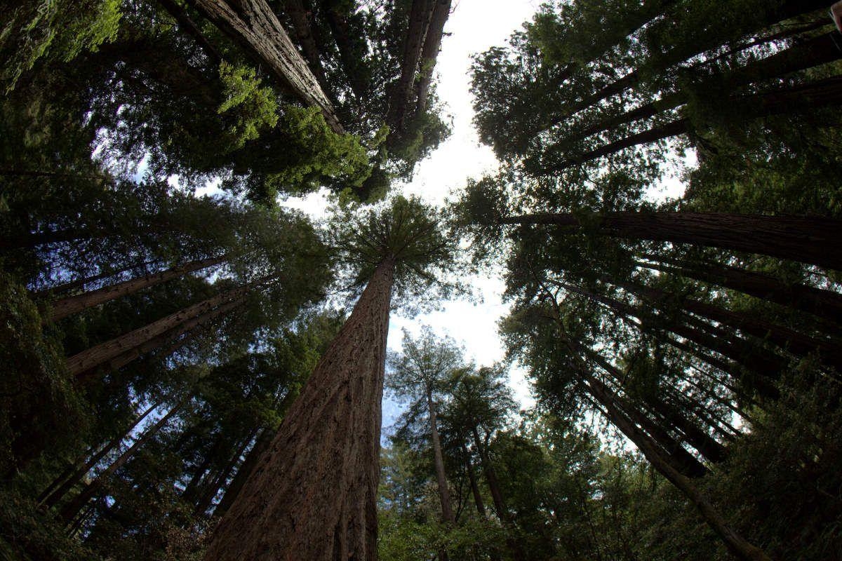 1200x800 Redwood National Park Wallpaper, Desktop