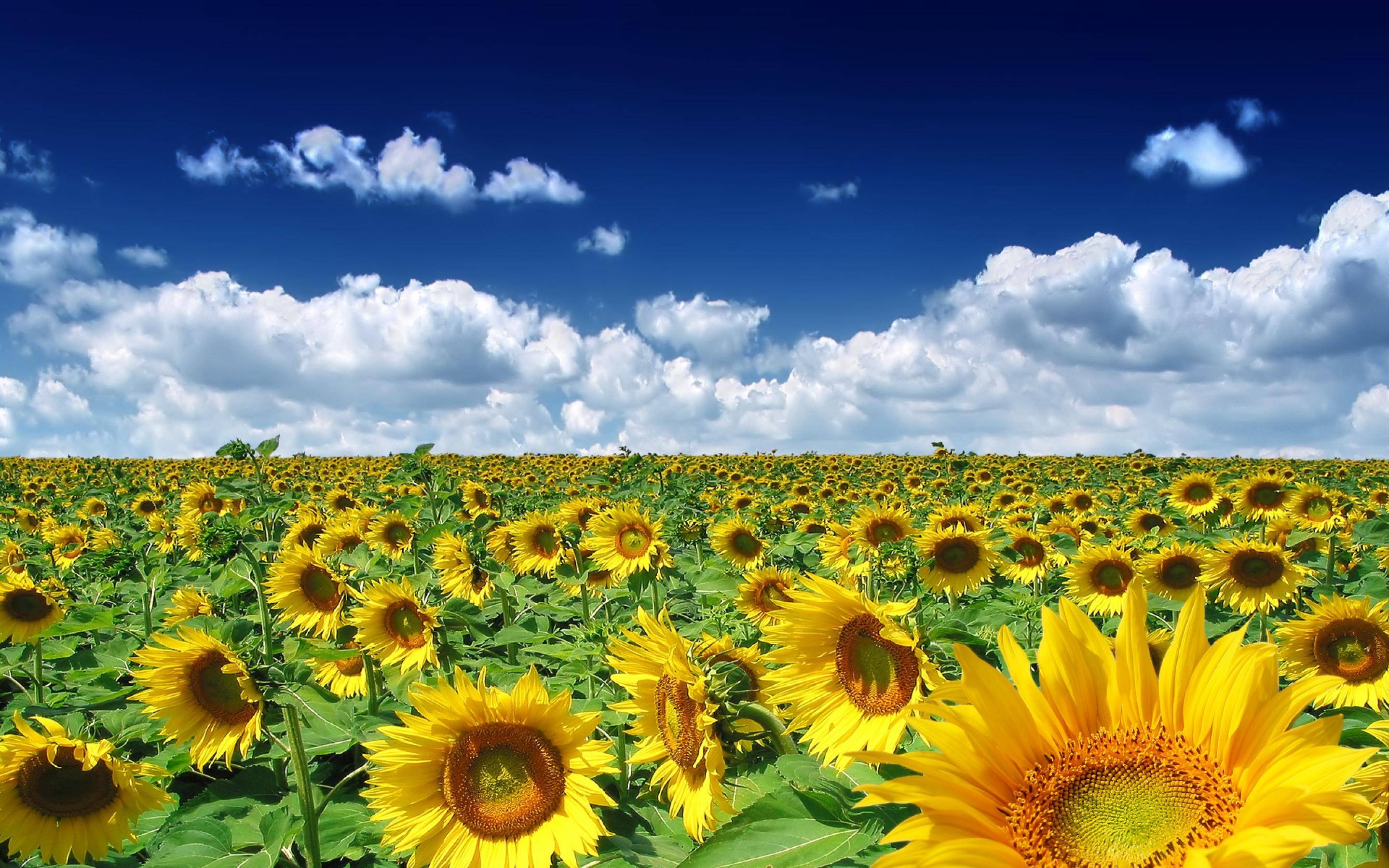 2880x1800 Sunflowers Wallpaper, Desktop