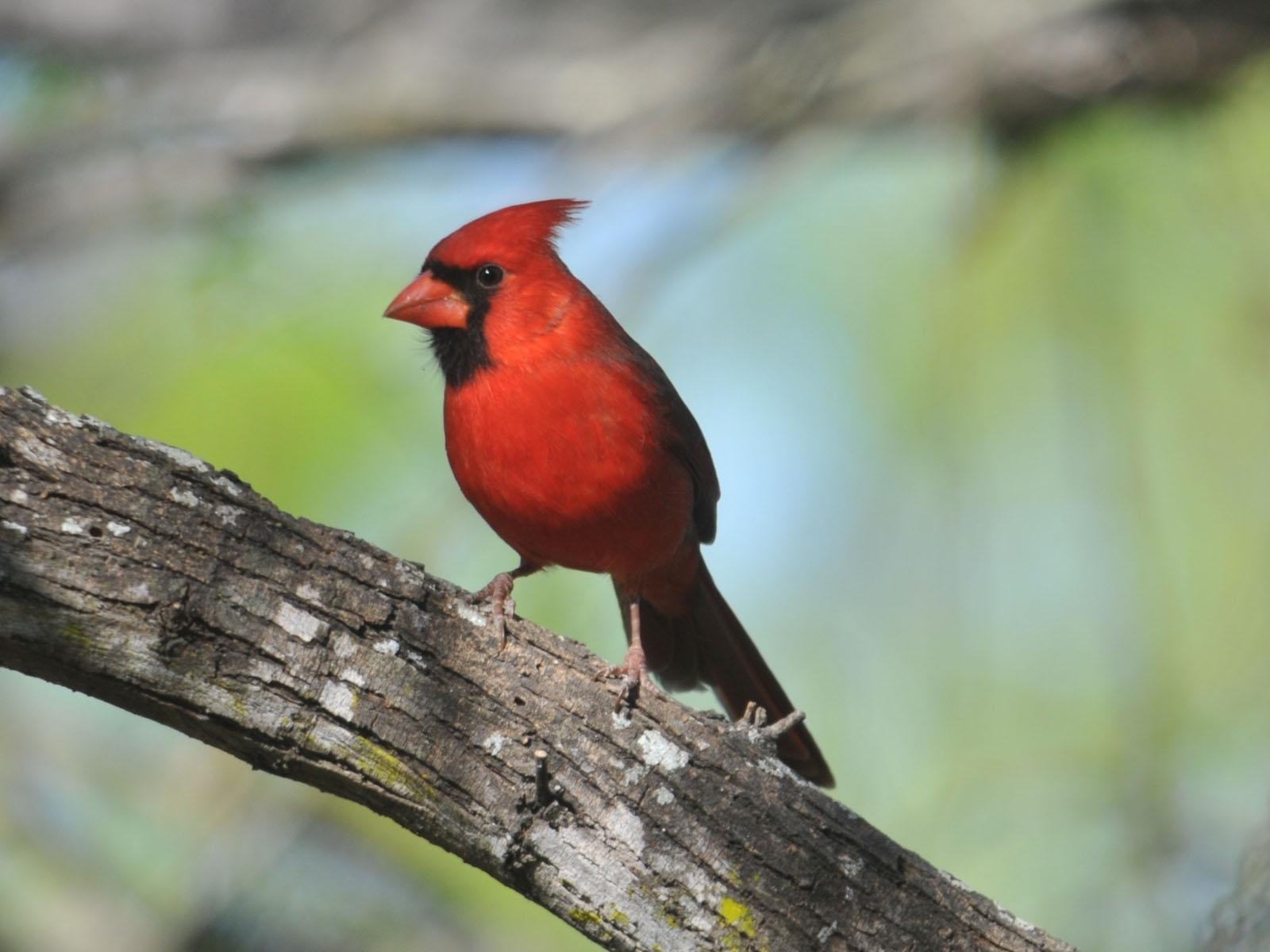 1600x1200 The Online Zoo American Birds, Desktop