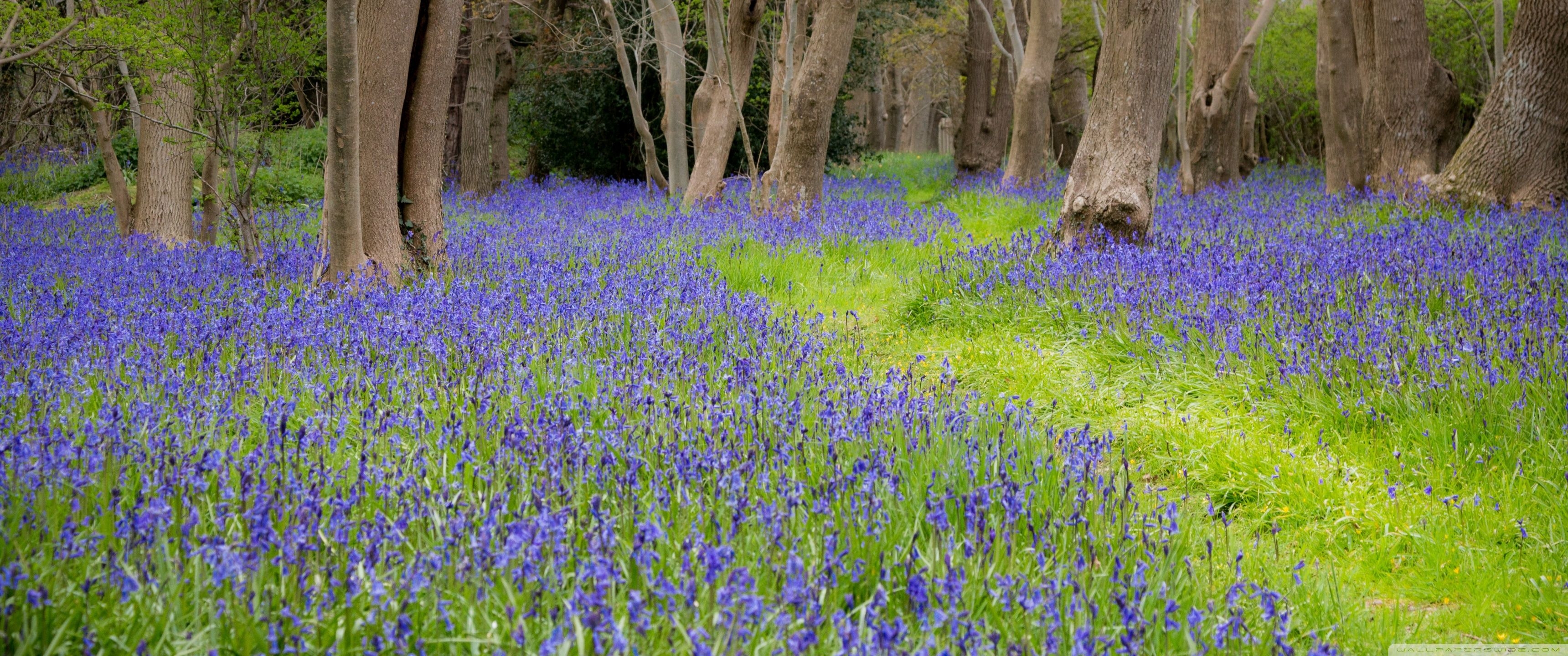 3440x1440 Bluebell Flowers, Grove, Spring Ultra HD Desktop Background Wallpaper for 4K UHD TV, Widescreen & UltraWide Desktop & Laptop, Multi Display, Dual Monitor, Tablet, Dual Screen