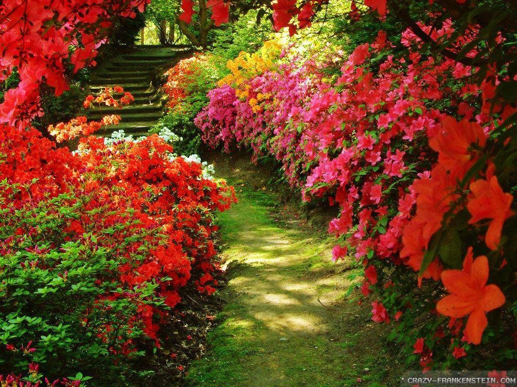 1030x770 hoontoidly: Rose Flower Garden Wallpaper Image, Desktop