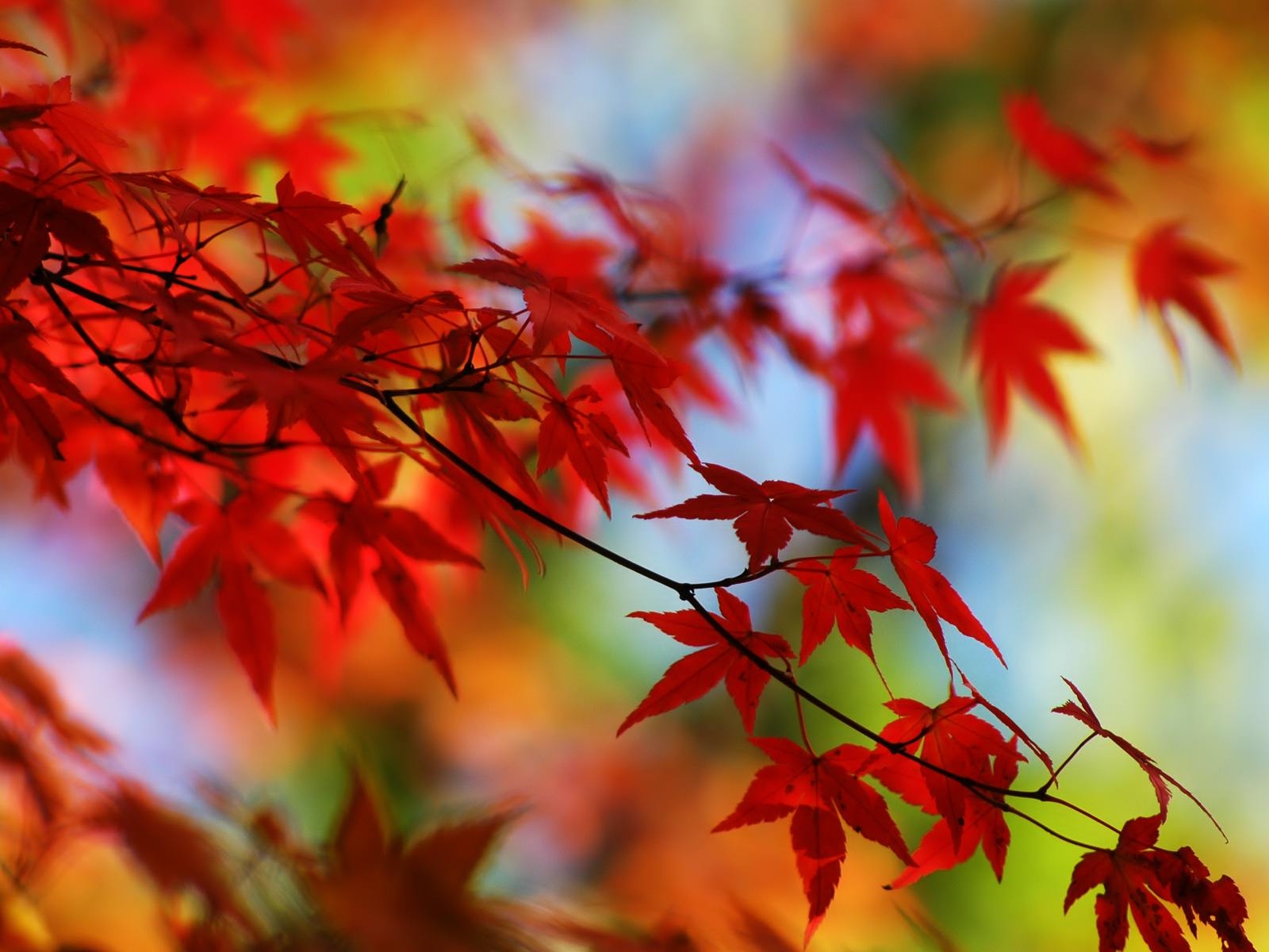 1600x1200 Red Leaves HD Wallpaper, Desktop