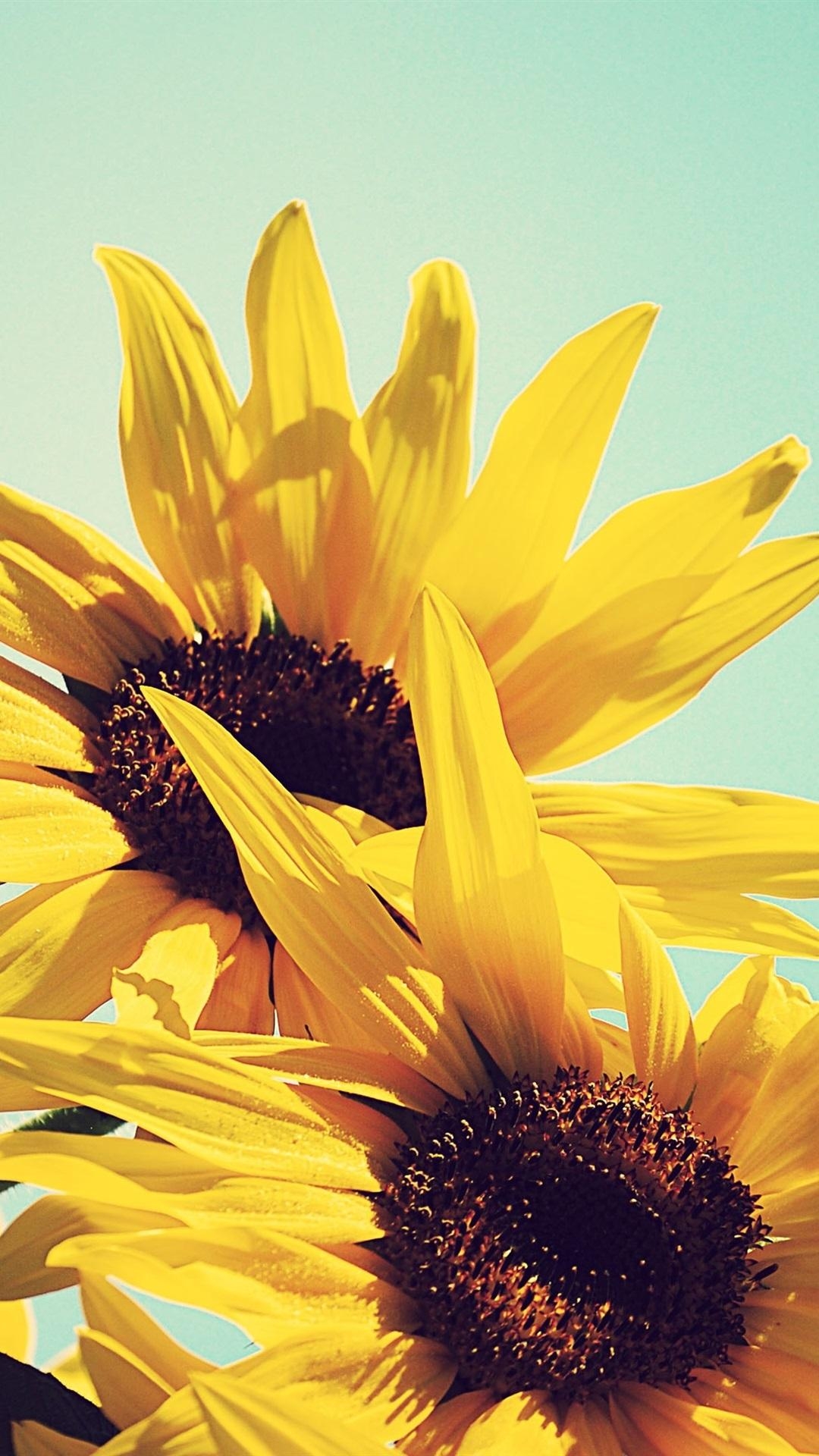 1080x1920 Sunflowers, Yellow Petals, Blue Sky  IPhone 8 7 6 6S Plus, Phone