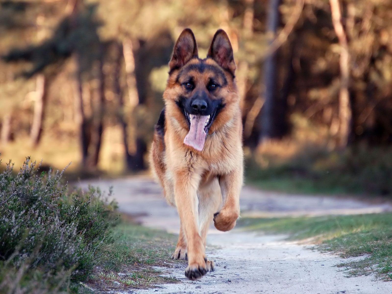 1600x1200 Baby German Shepherd. dogs. German, Desktop