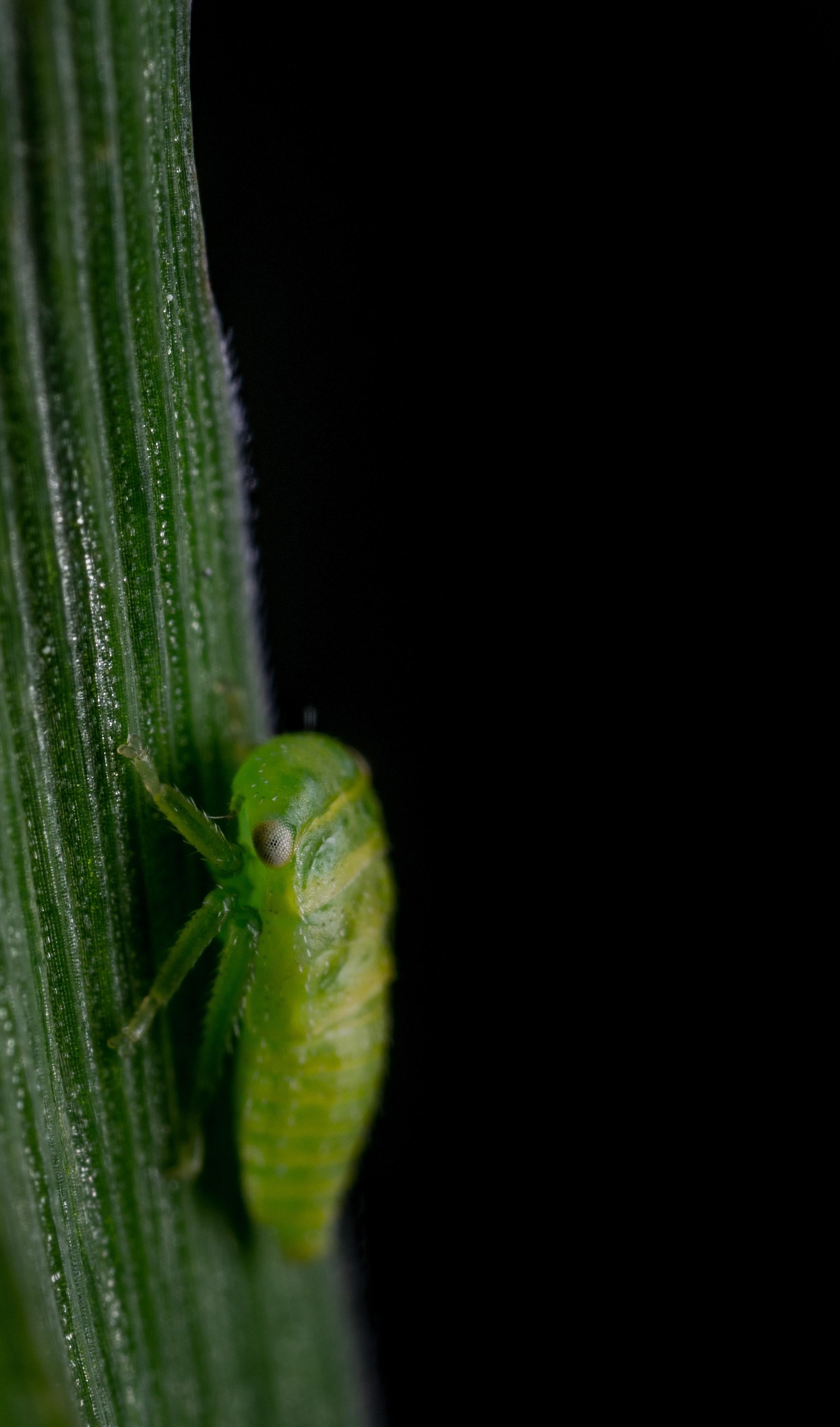 2220x3770 Free of insect, leafhopper, macro, Phone