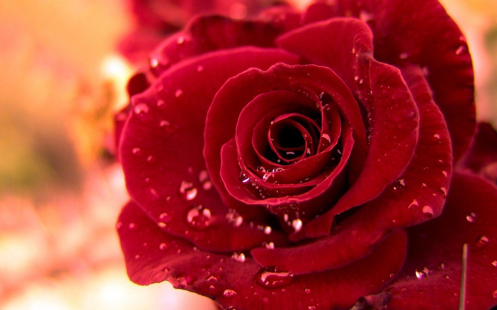 1600x1000 Free Beautiful Red Rose Wallpaper Full HD Pics Roses Most Popular, Desktop