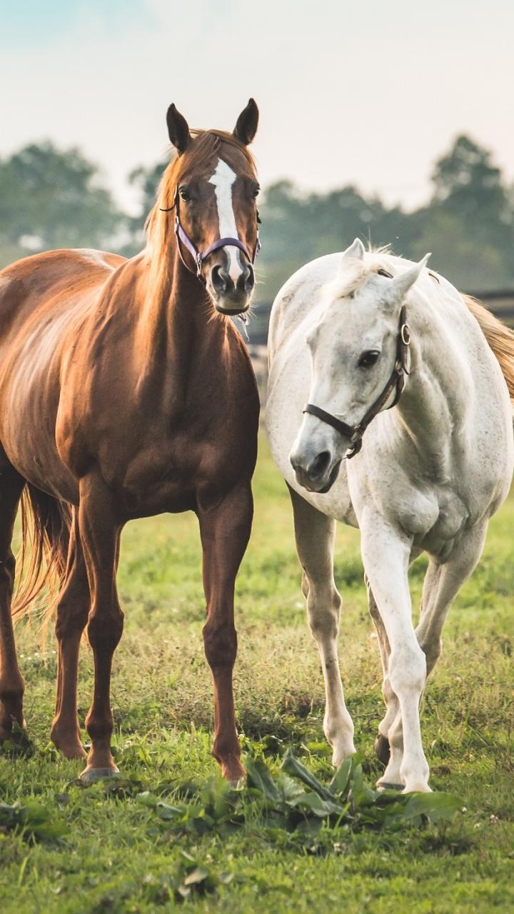 720x1280 Animal / Horse Mobile Wallpaper, HD Wallpaper, Phone