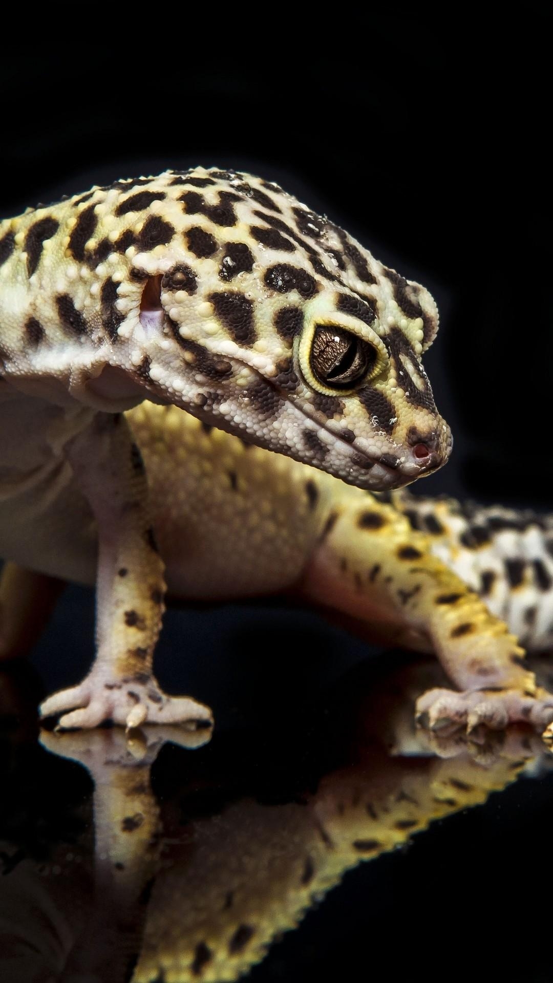 1080x1920 Leopard Gecko Wallpaper, Phone