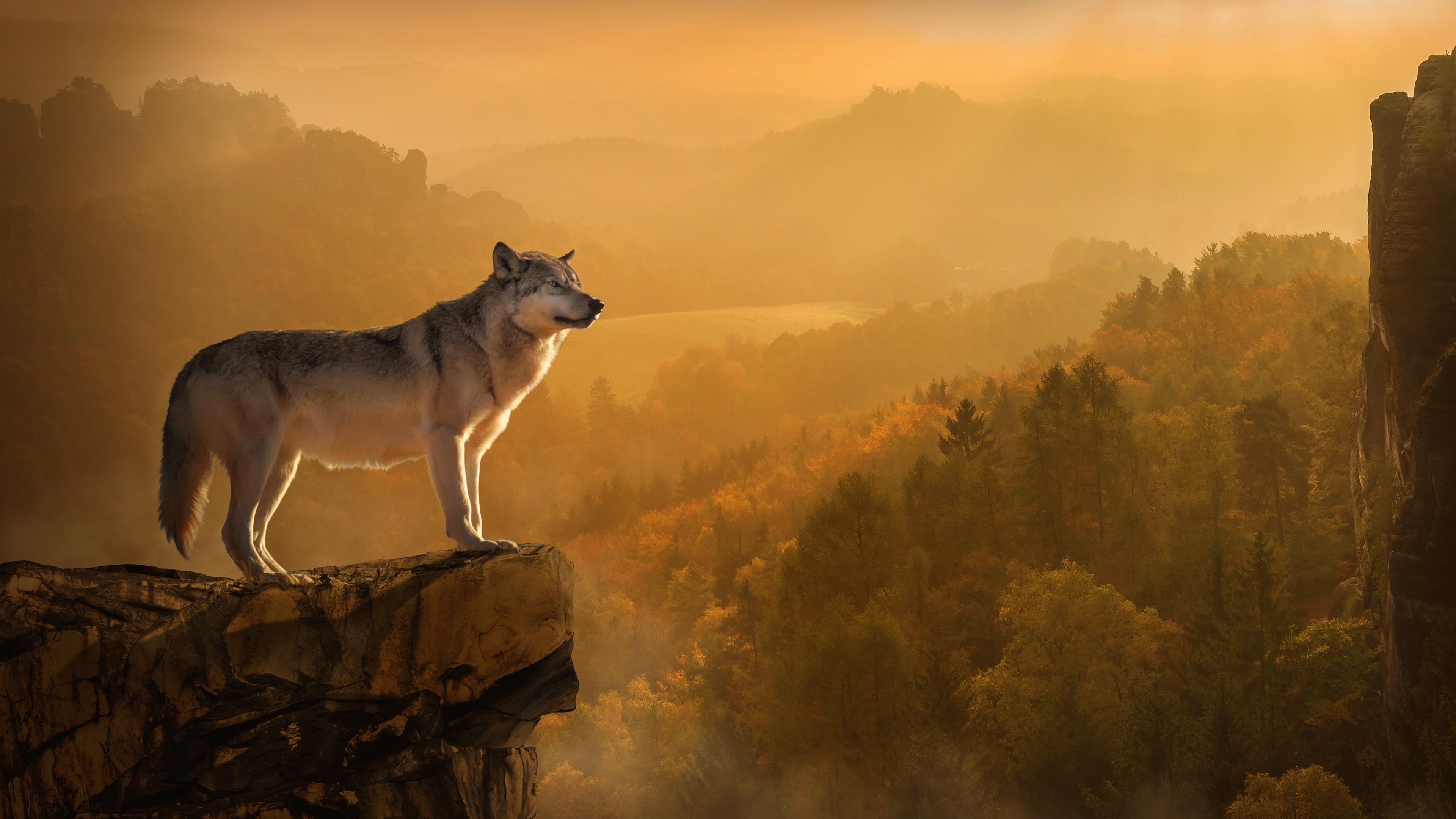 3840x2160 4K Autumn Wolf Wallpaper HD, Desktop