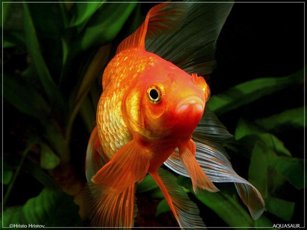 1030x770 Goldfish Wallpaper, Picture, Desktop