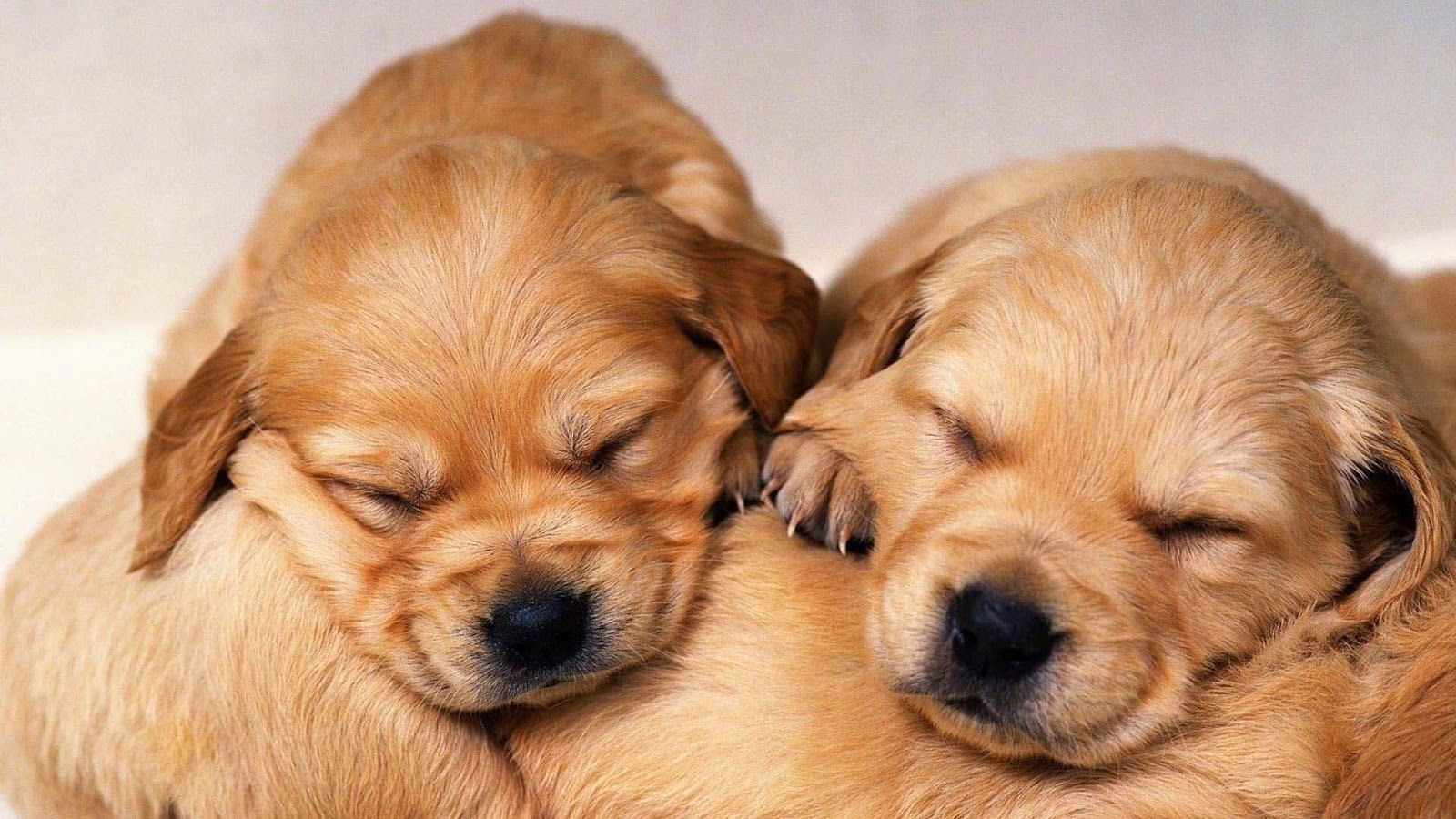 1600x900 Cute Golden Retriever Puppies Wallpaper image. Retriever puppy, Desktop