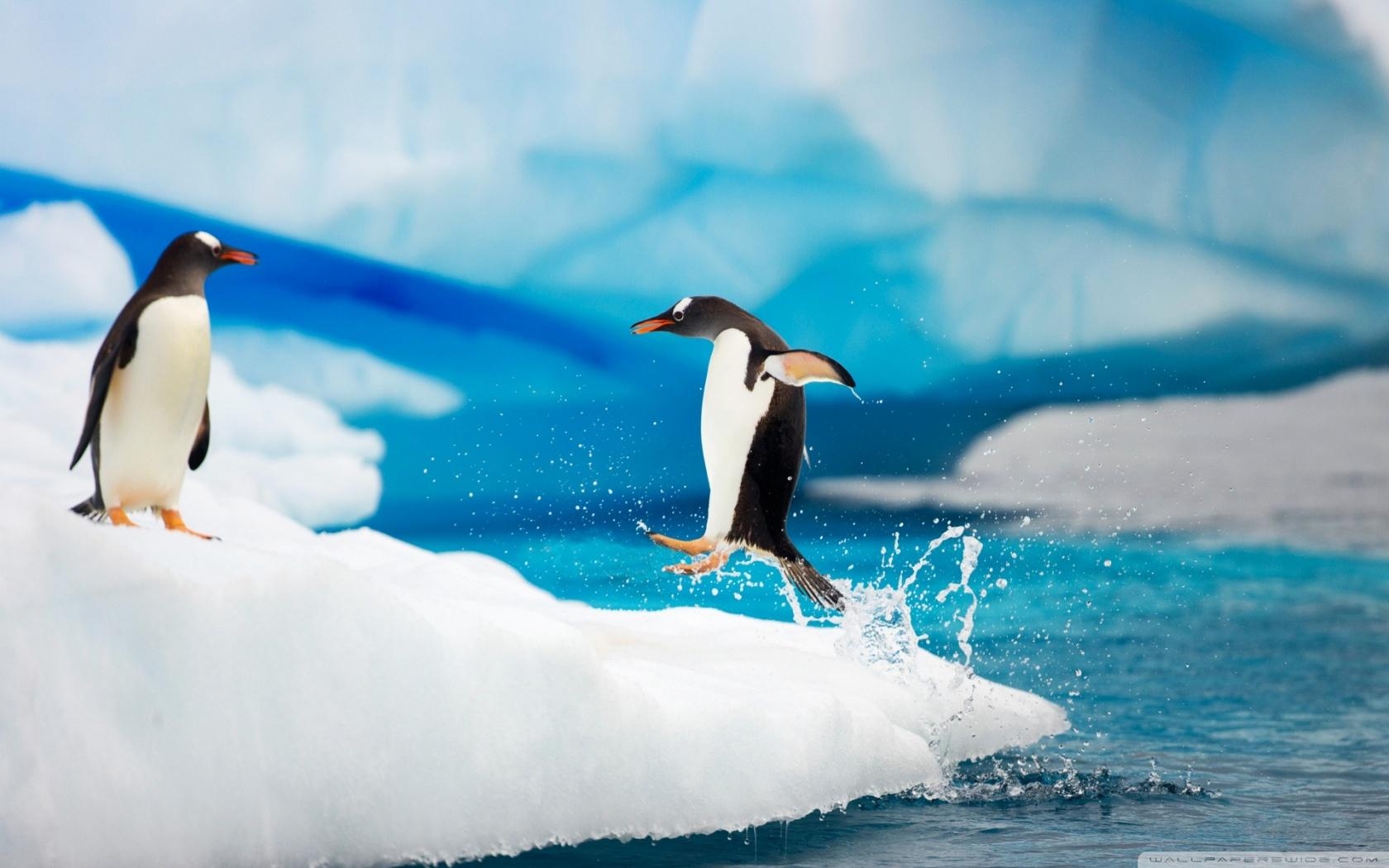 1680x1050 Gentoo Penguins ❤ 4K HD Desktop Wallpaper for 4K Ultra HD TV, Desktop