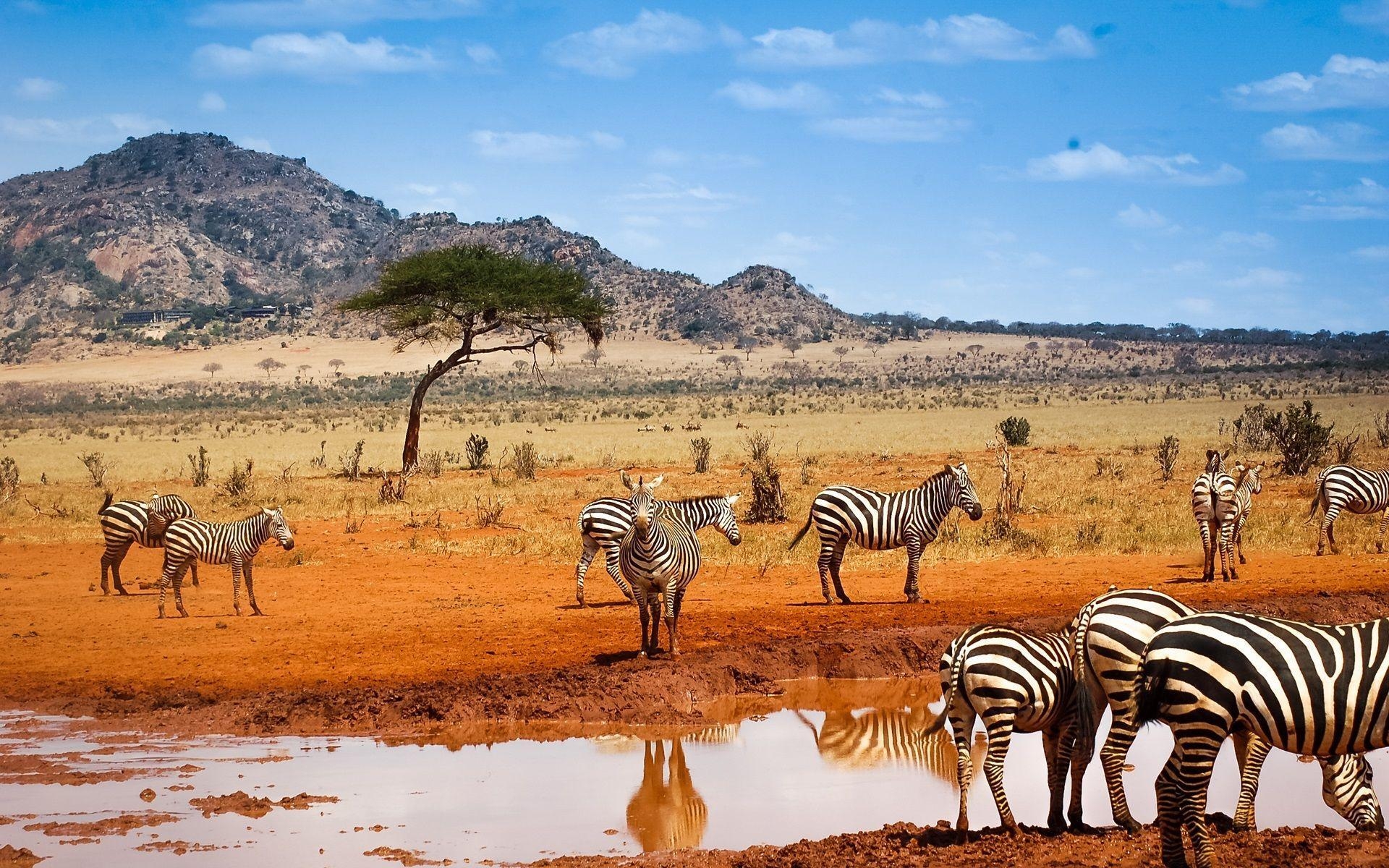 1920x1200 The Best Safari Booking in Kenya wallpaper, Desktop