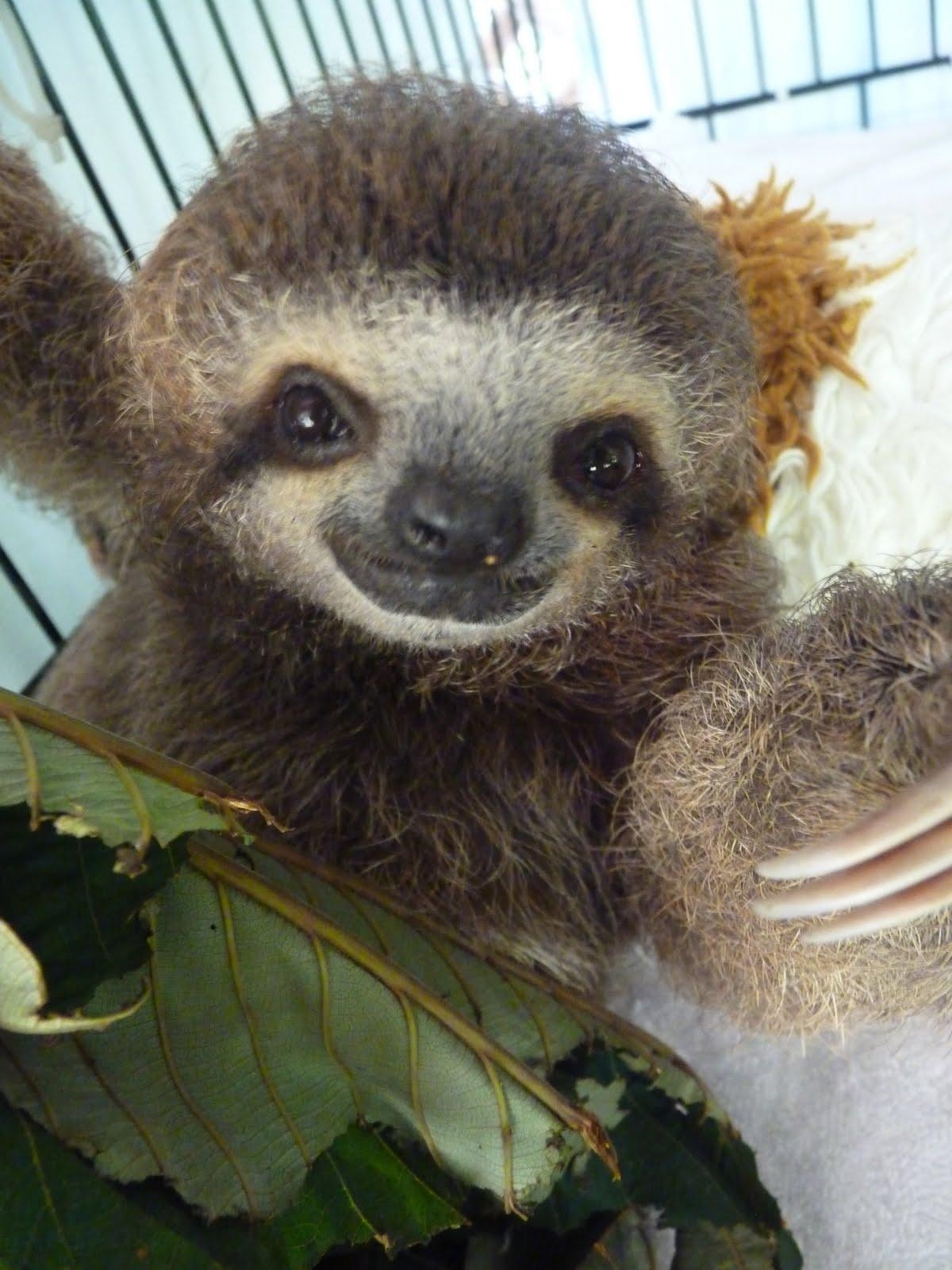 1200x1600 Free download Cute Sloth Wallpaper Cute Sloth Pics Funny [] for your Desktop, Mobile & Tablet. Explore Funny Sloth Wallpaper. Free Wallpaper Sloth, HD Sloth Wallpaper, Baby Sloth Wallpaper, Phone