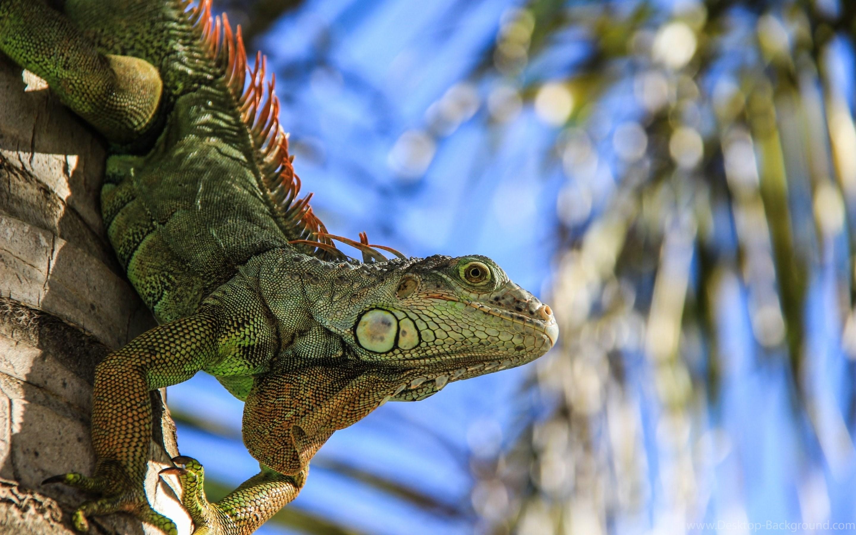 2880x1800 Iguana HD Desktop Wallpaper Desktop Background, Desktop