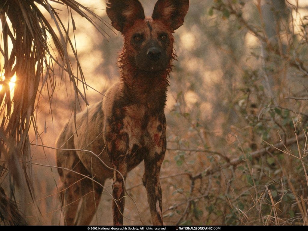 1030x770 Download African Wild Dog Wallpaper, HD Background Download, Desktop