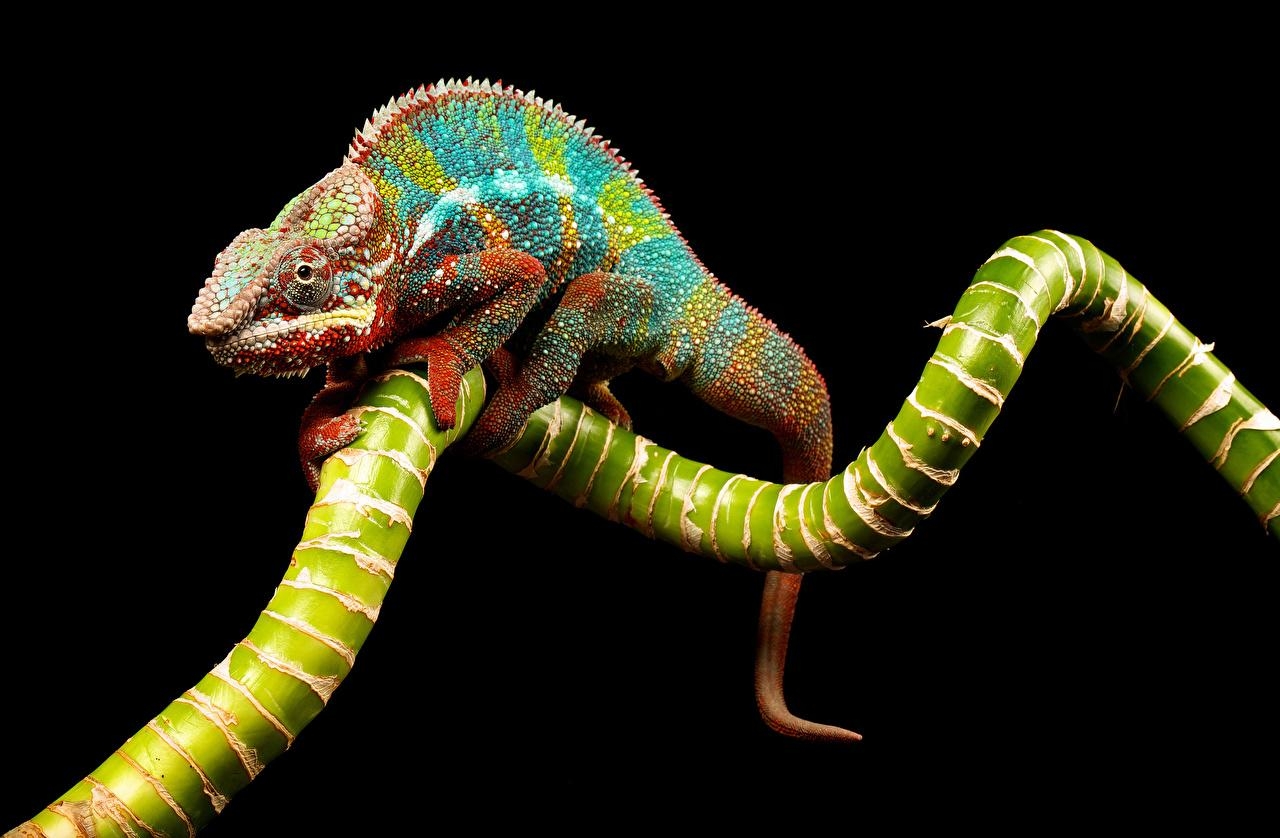 1280x840 Wallpaper Reptiles Chameleon Branches Animals, Desktop