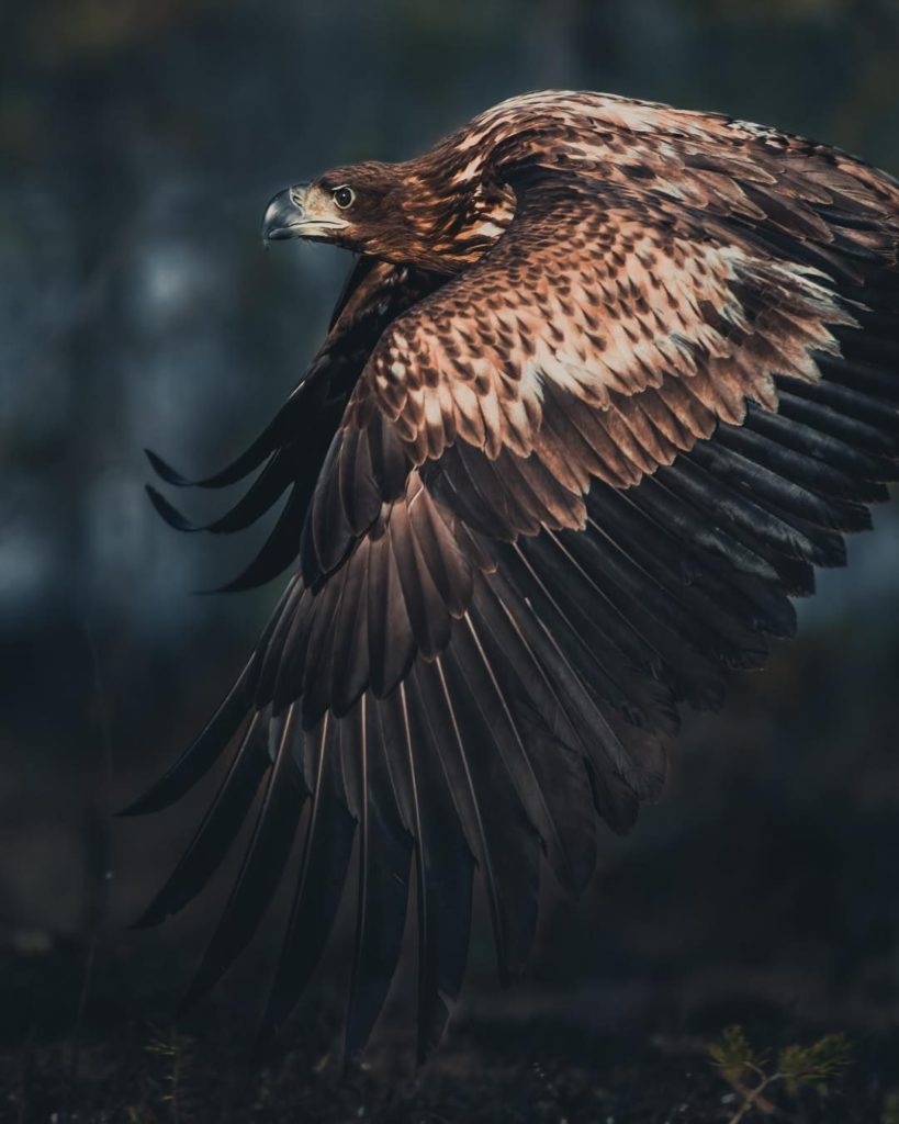 820x1030 Eagle Wallpaper 4K iPhone Free Download, Phone