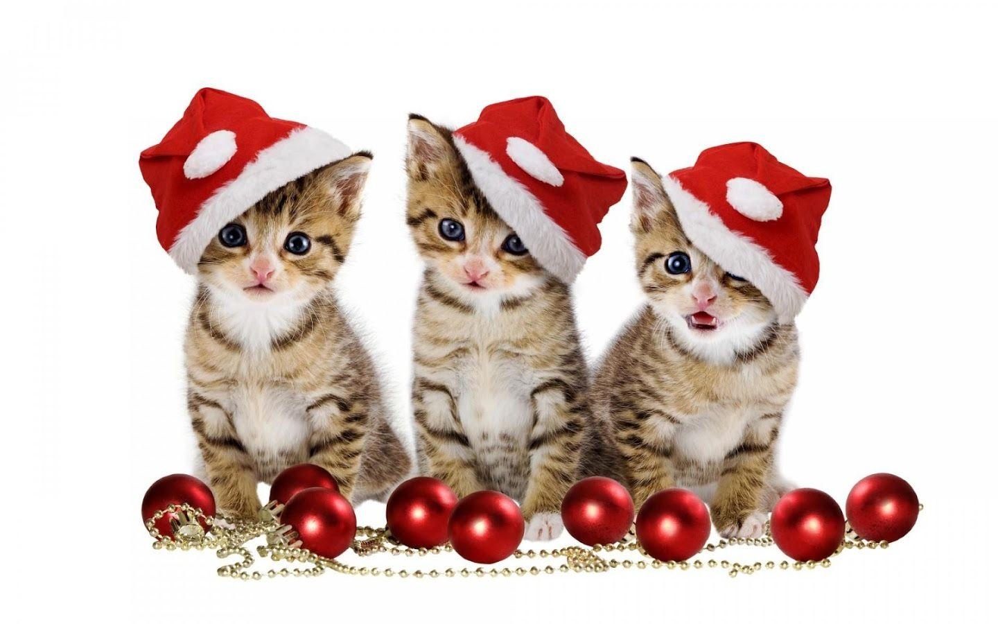 1440x900 Pet Christmas Wallpaper HD Apps on Google Play, Desktop